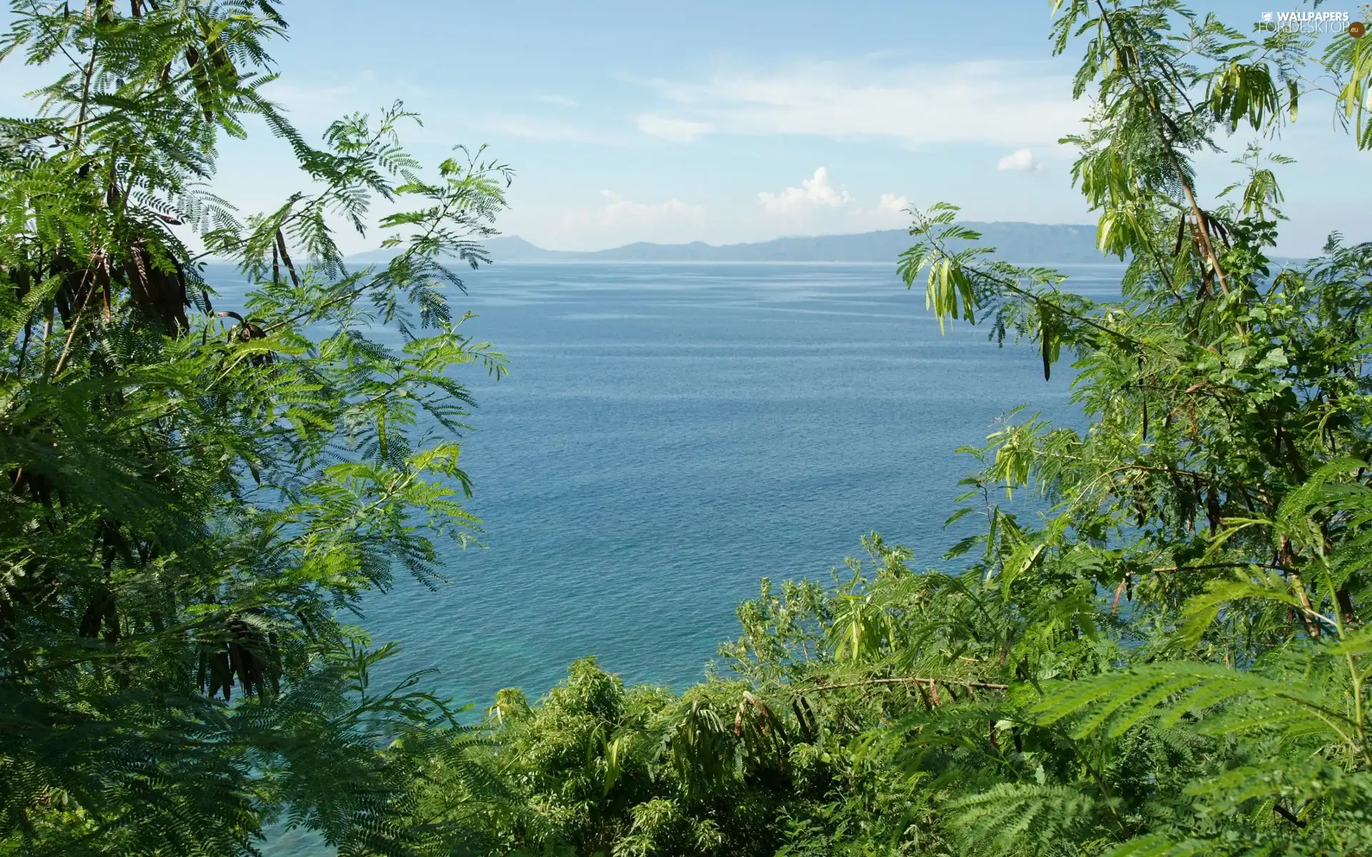 sea, VEGETATION