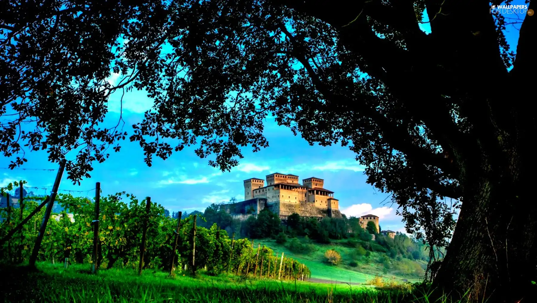 VEGETATION, Castle, trees