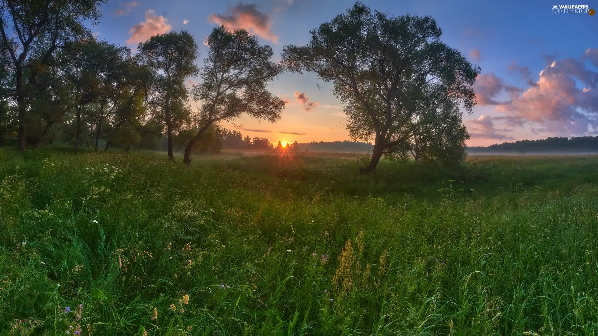 viewes, Sunrise, grass, VEGETATION, medows, trees