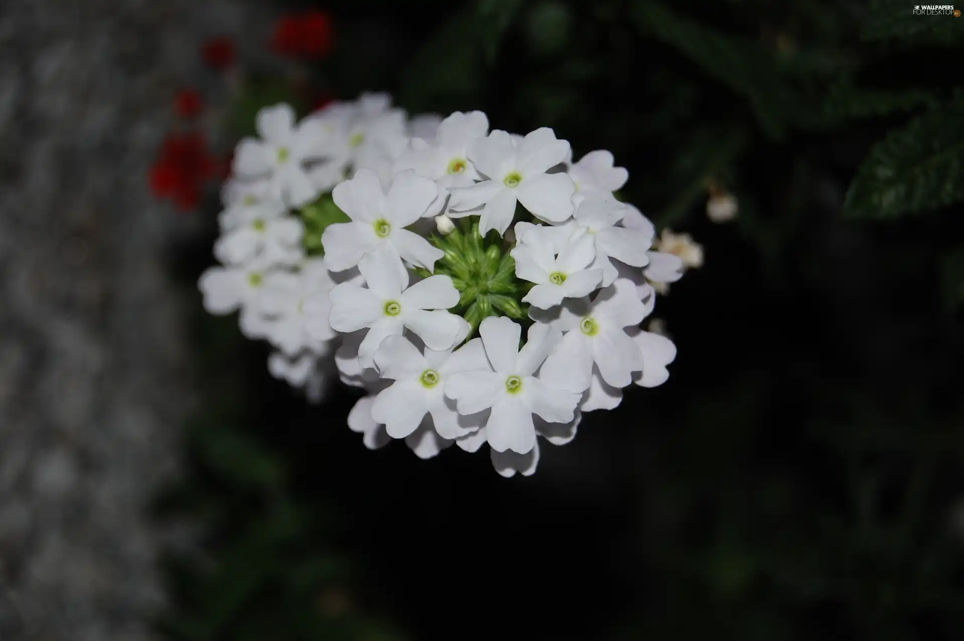 Verbena garden
