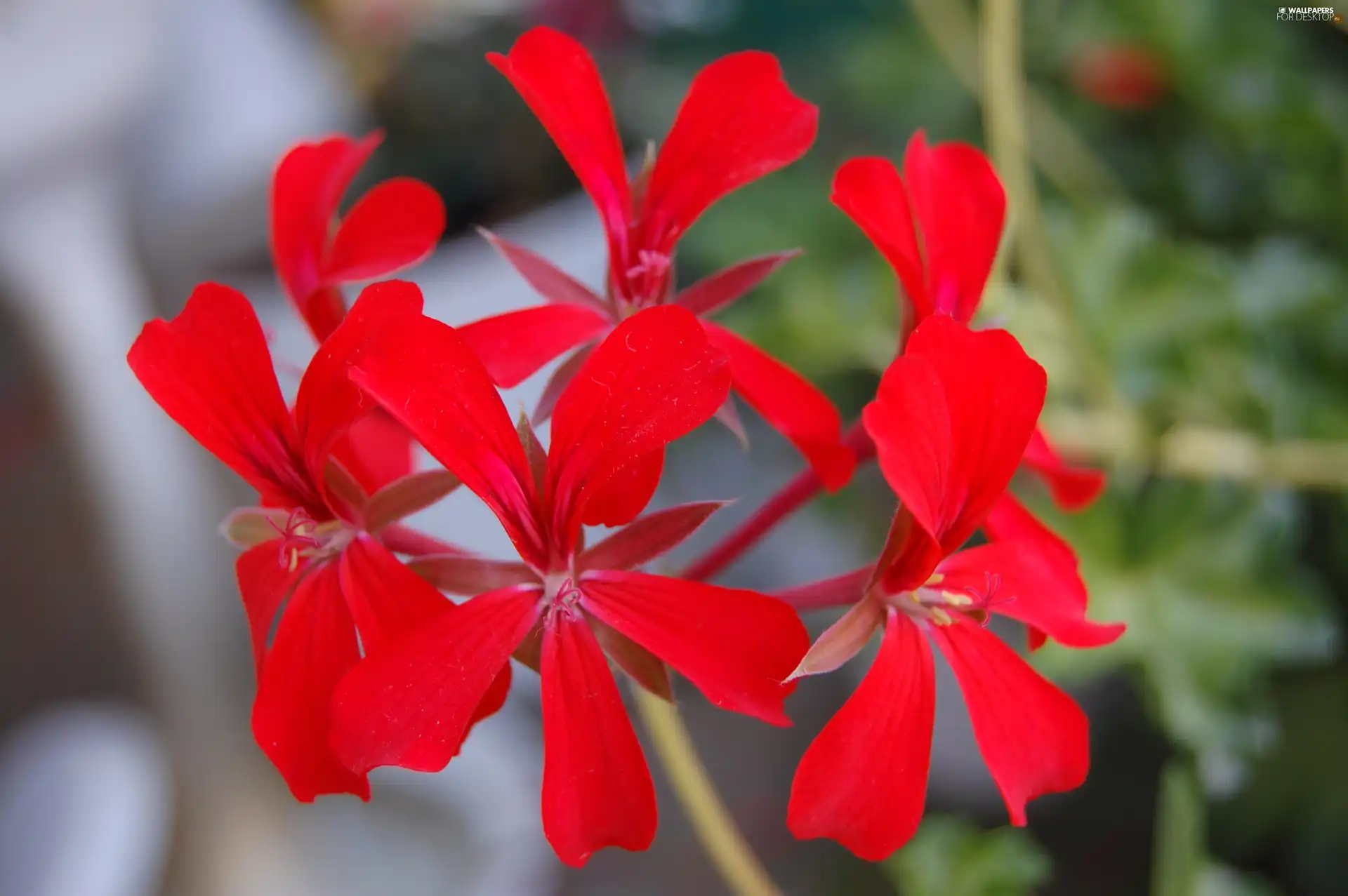 Verbena hybrida