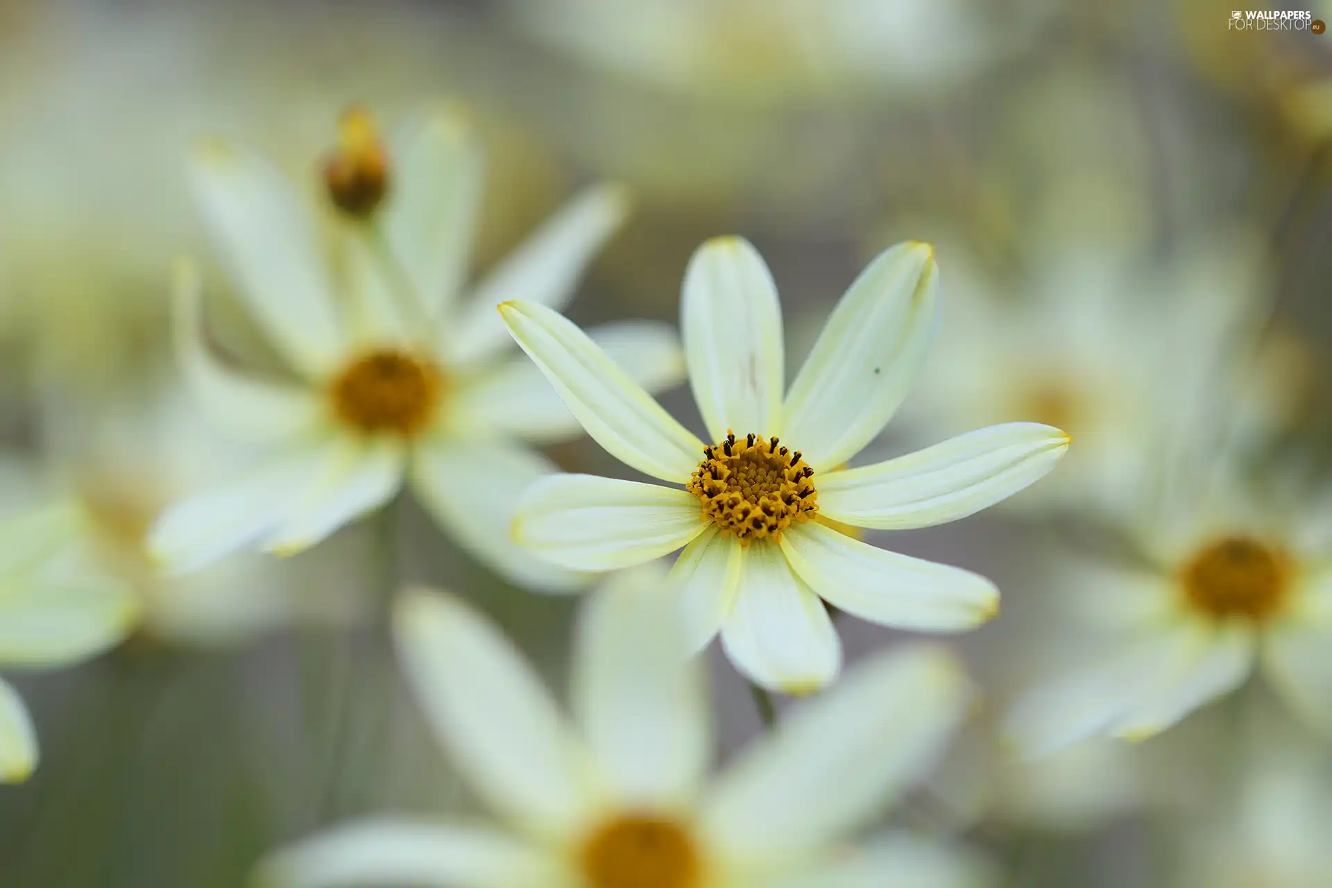 Coreopsis Verticillata, Yellow, Colourfull Flowers