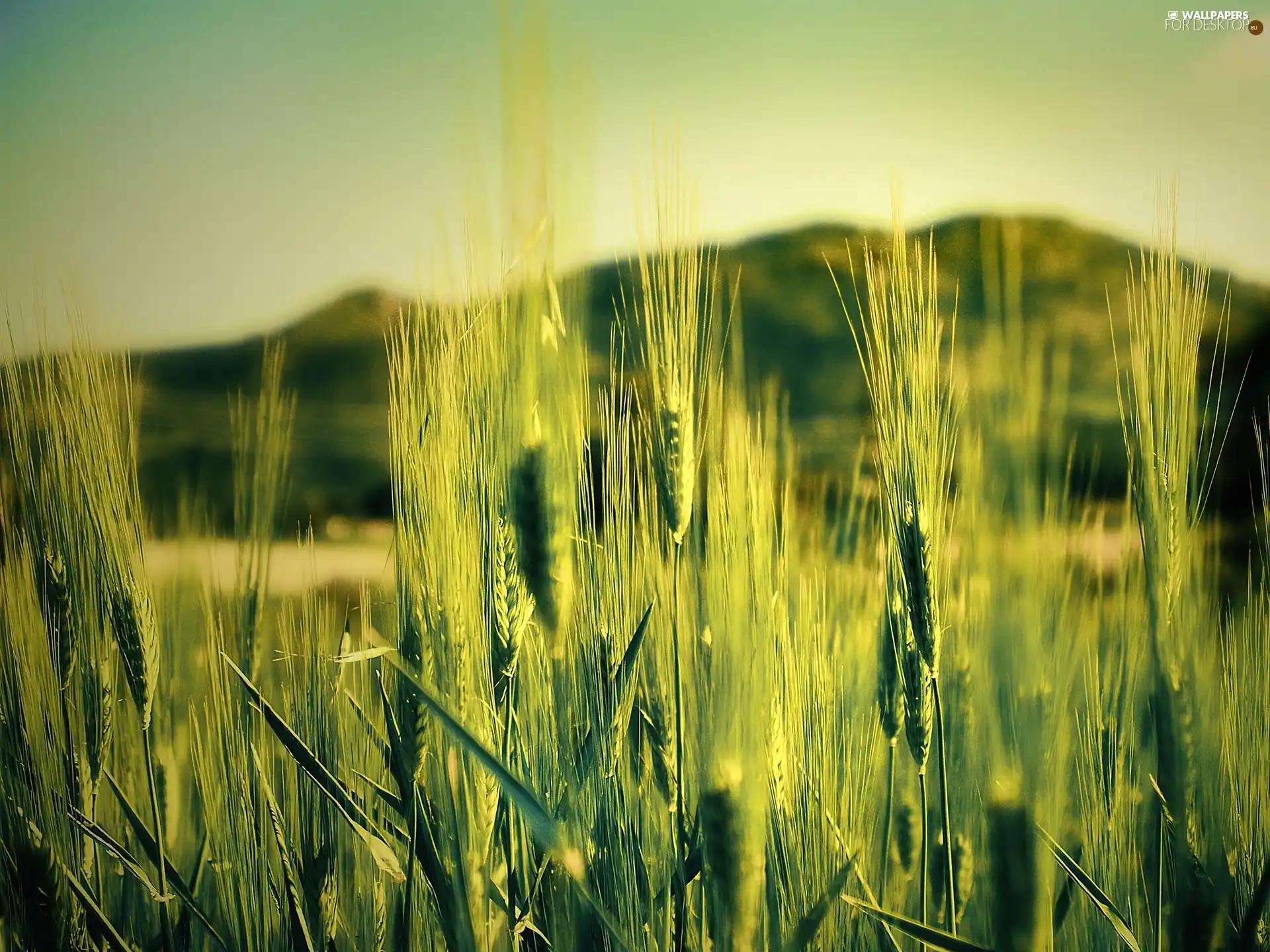 Field, corn, View, landscape, country, plant