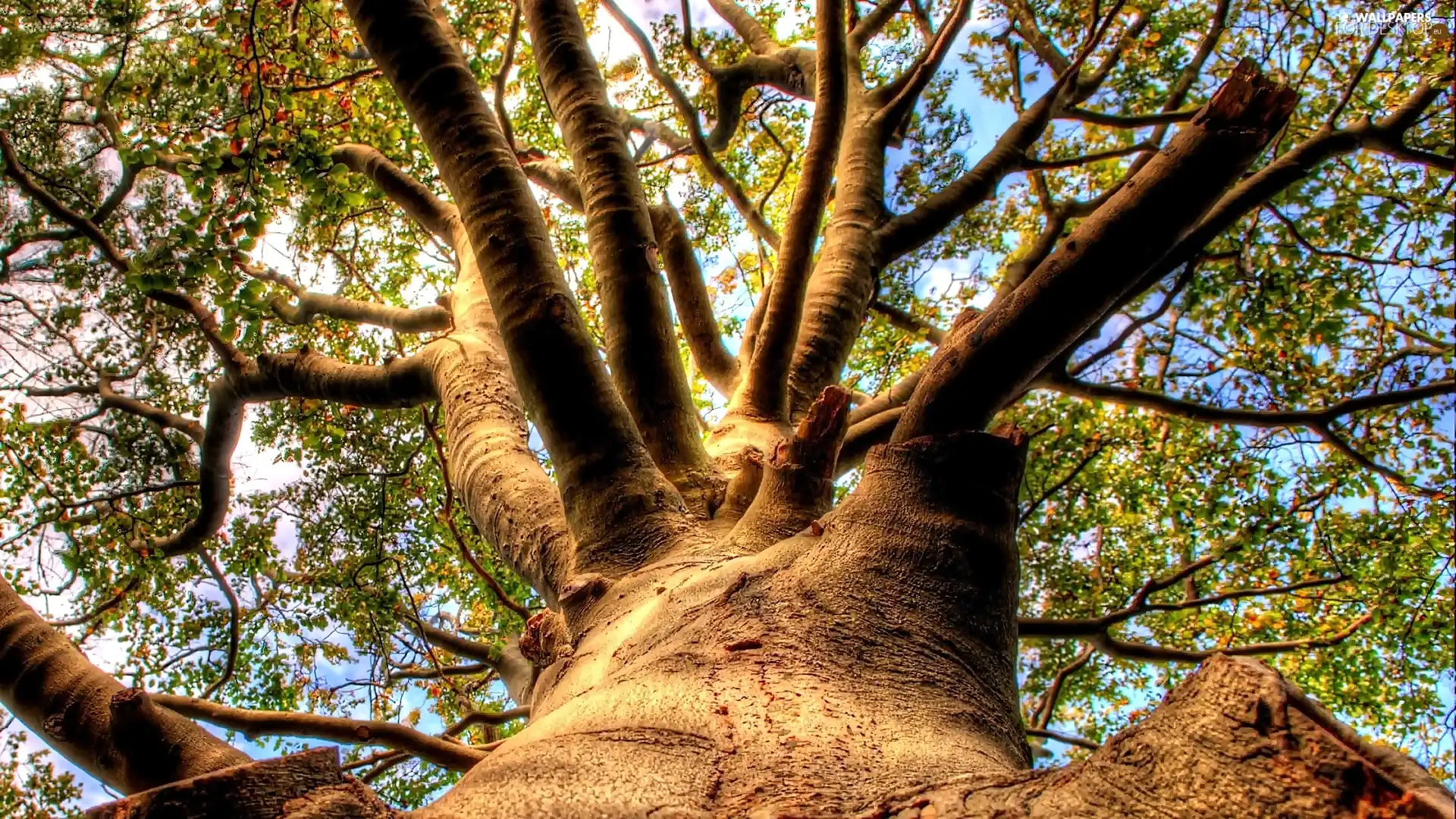 Crown, trees, viewes, a powerful