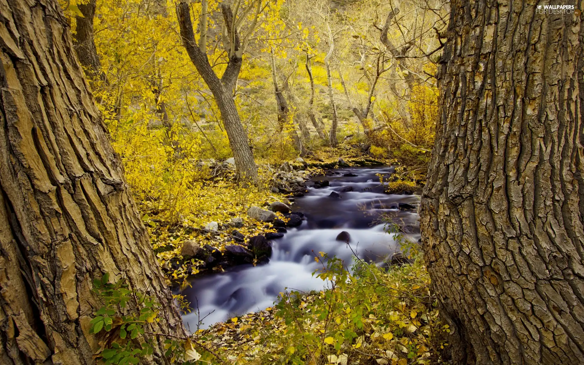 viewes, autumn, stream, trees, forest