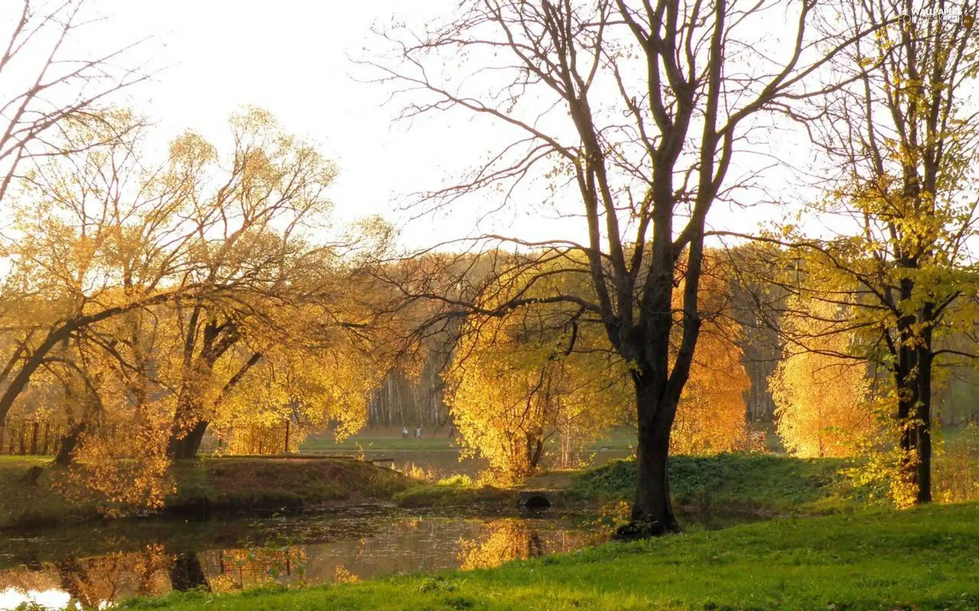 viewes, autumn, River, trees, Park