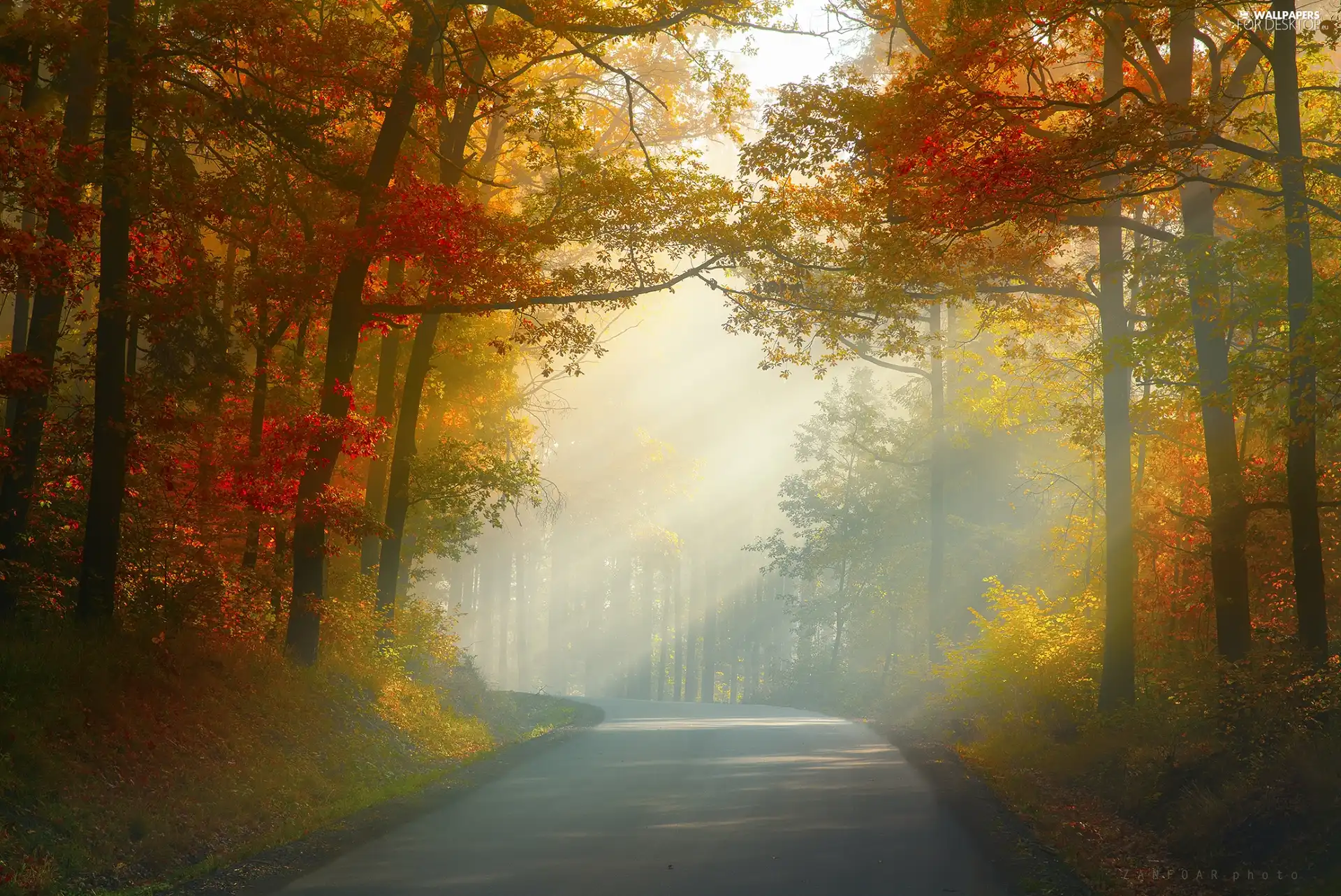 viewes, Way, light breaking through sky, autumn, forest, trees