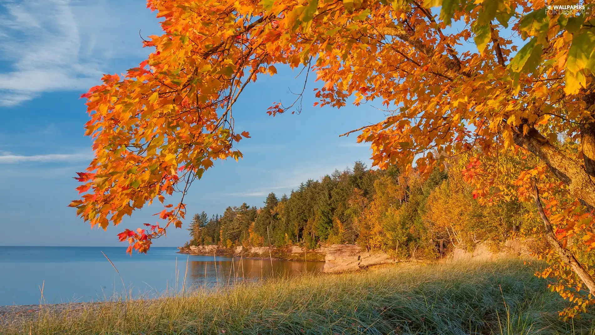 autumn, trees, viewes, lake