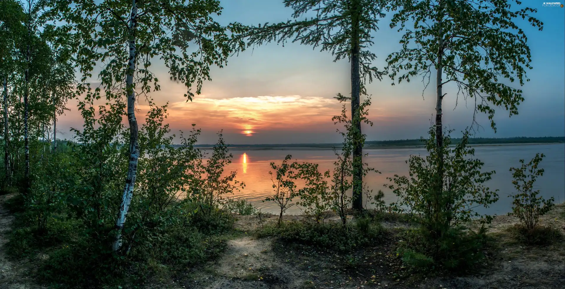 sun, lake, viewes, birch, trees, west