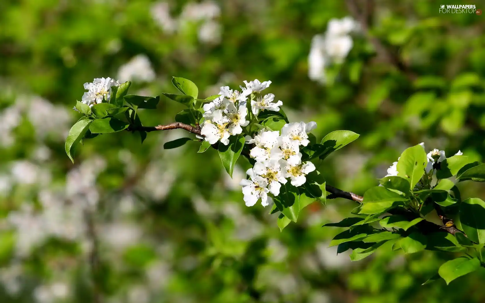 Blossoming, trees, viewes, twig