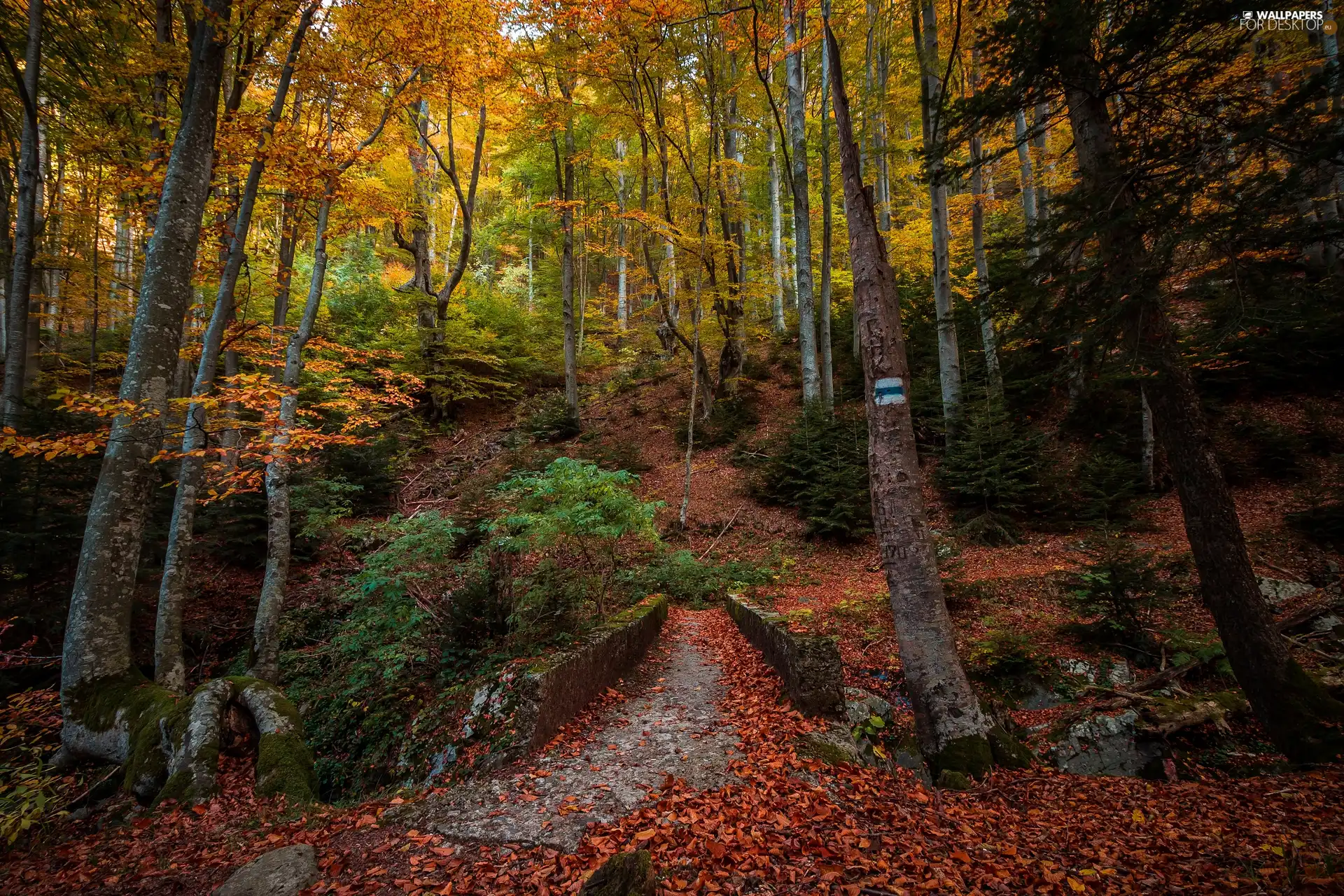 Path, trees, bridges, viewes, forest, trail, autumn