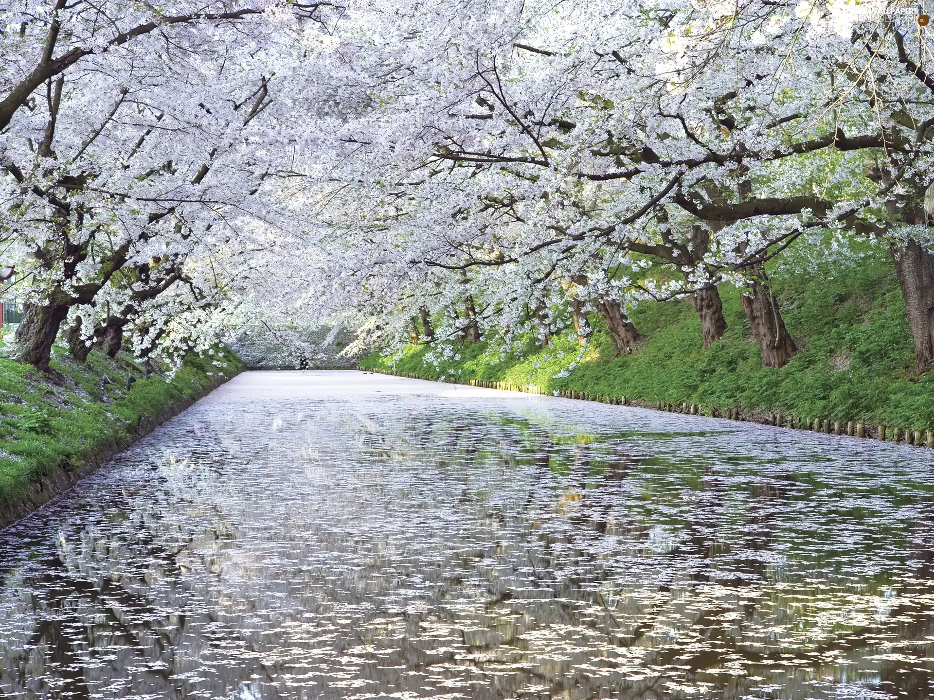 brook, trees, viewes, flourishing