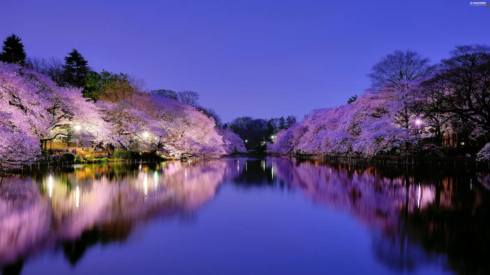 viewes, buildings, flourishing, trees, River