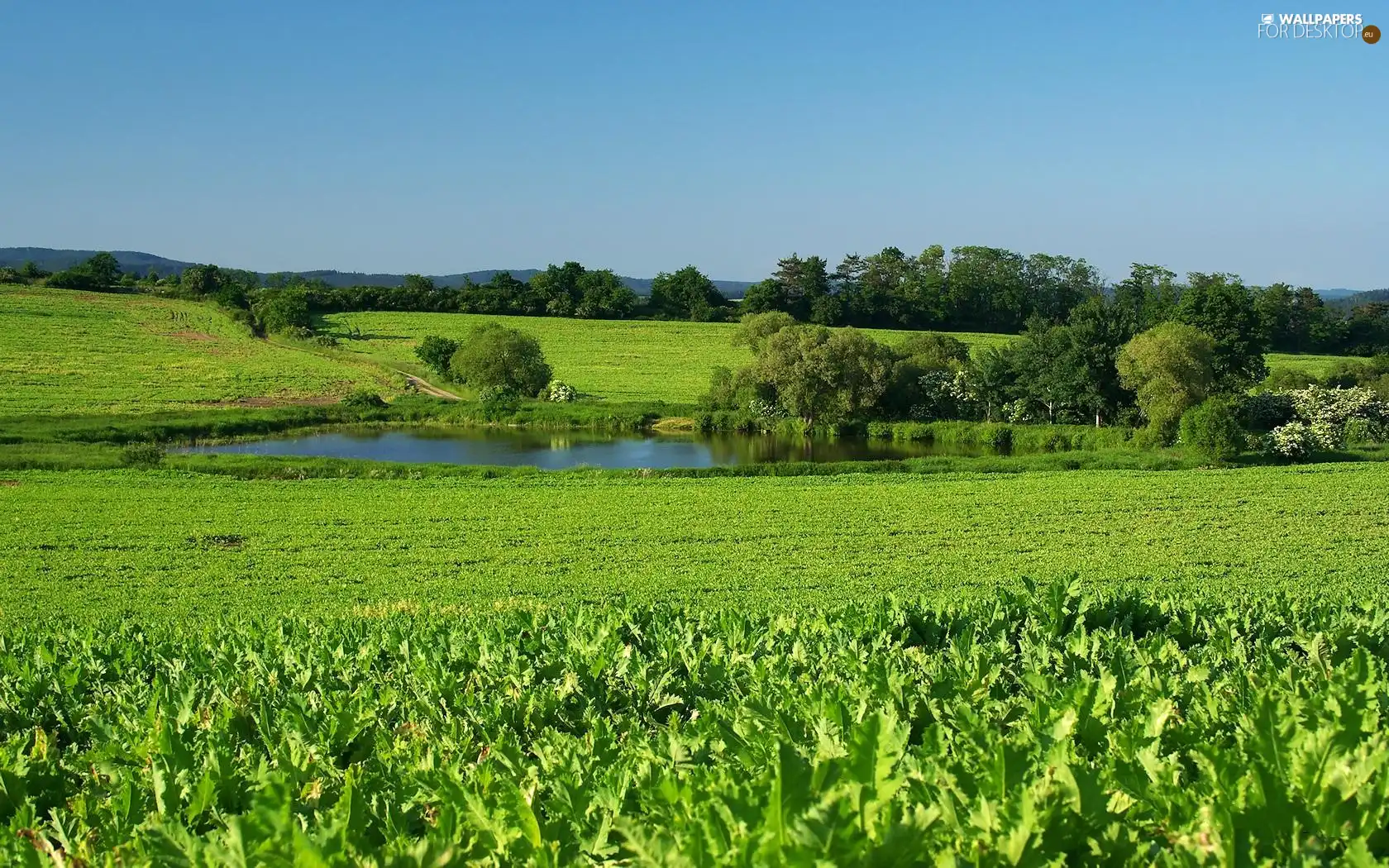 Pond - car, trees, viewes, Meadow