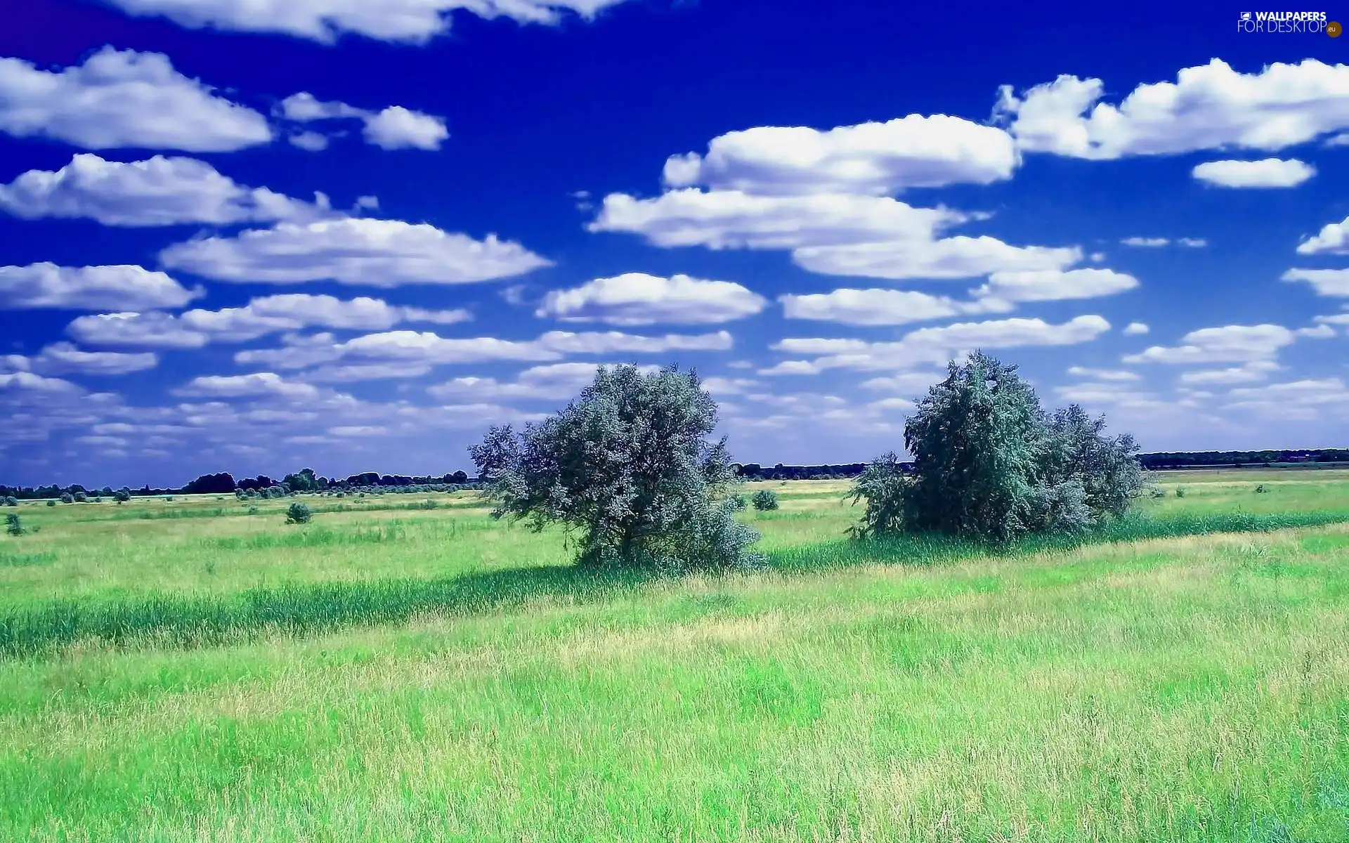 viewes, clouds, medows, trees, field