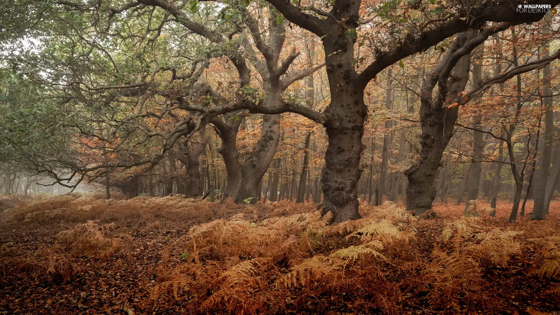 viewes, fern, forest, trees, autumn