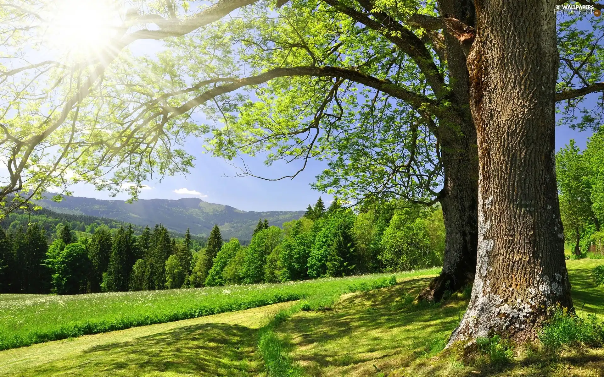 Field, trees, viewes, grass