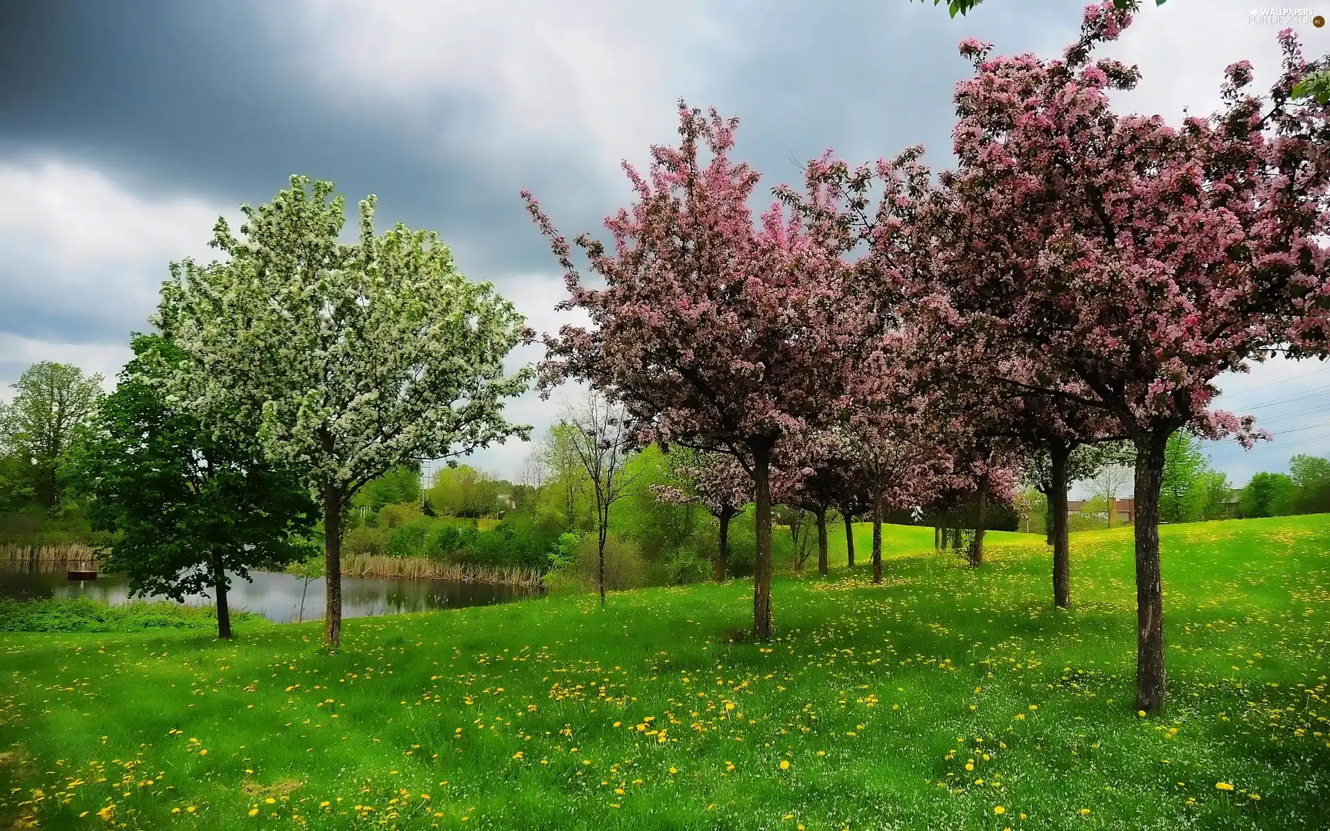 trees, Pond - car, Flowers, flourishing, Meadow, viewes, Spring