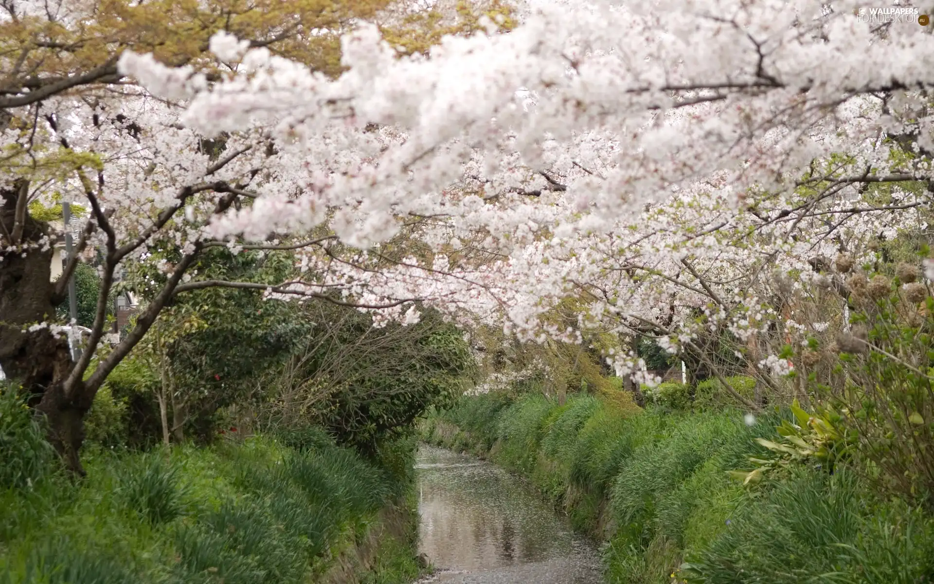 viewes, Flowers, grass, trees, brook