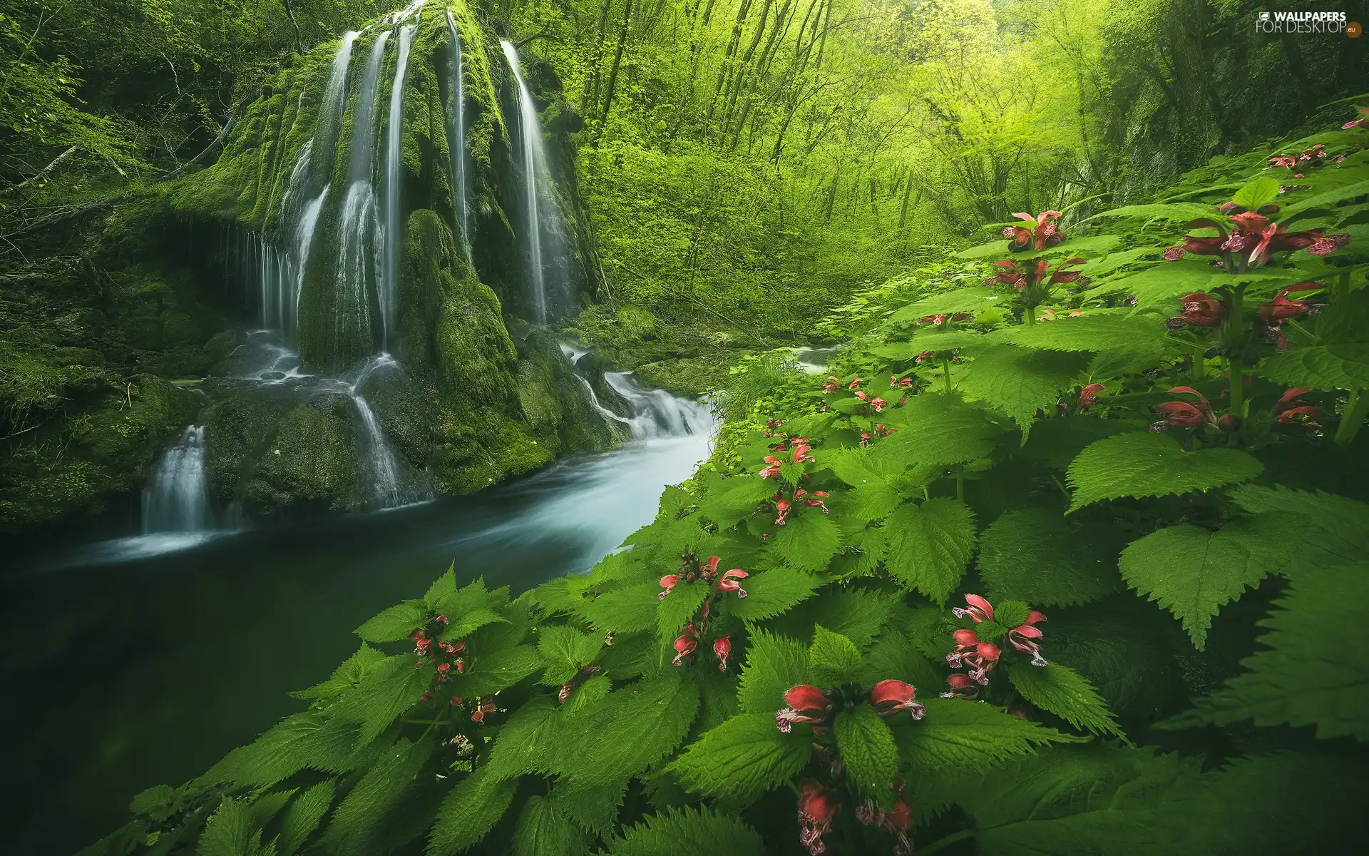 forest, Plants, Flowers, trees, rocks, River, waterfall, viewes