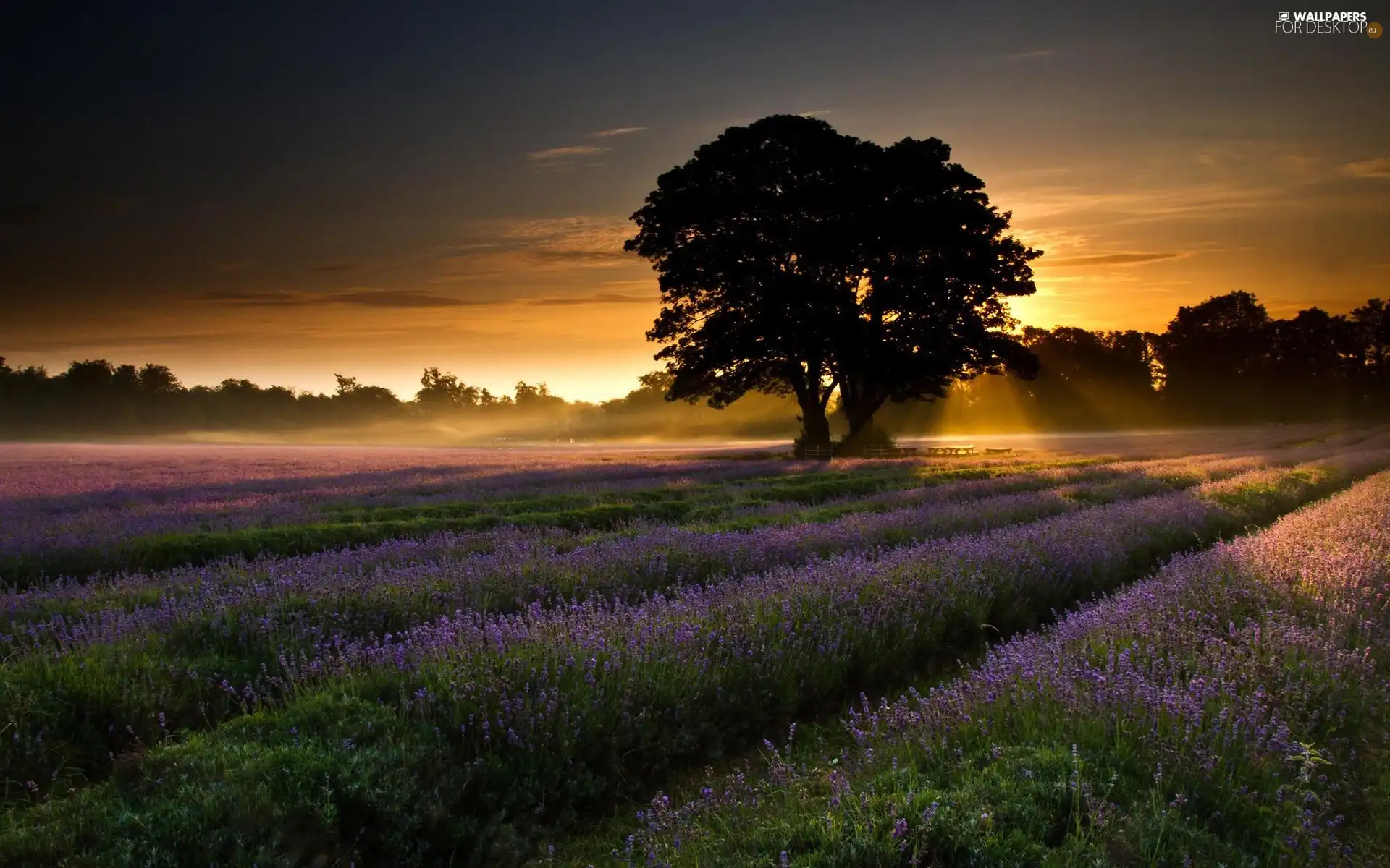 viewes, Narrow-Leaf Lavender, sun, trees, west