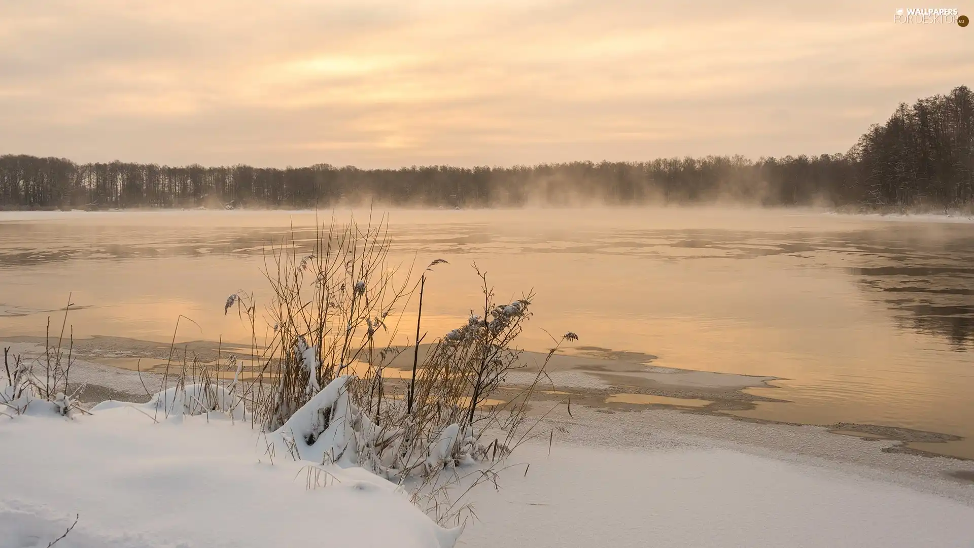 Plants, trees, Fog, viewes, forest, lake, winter