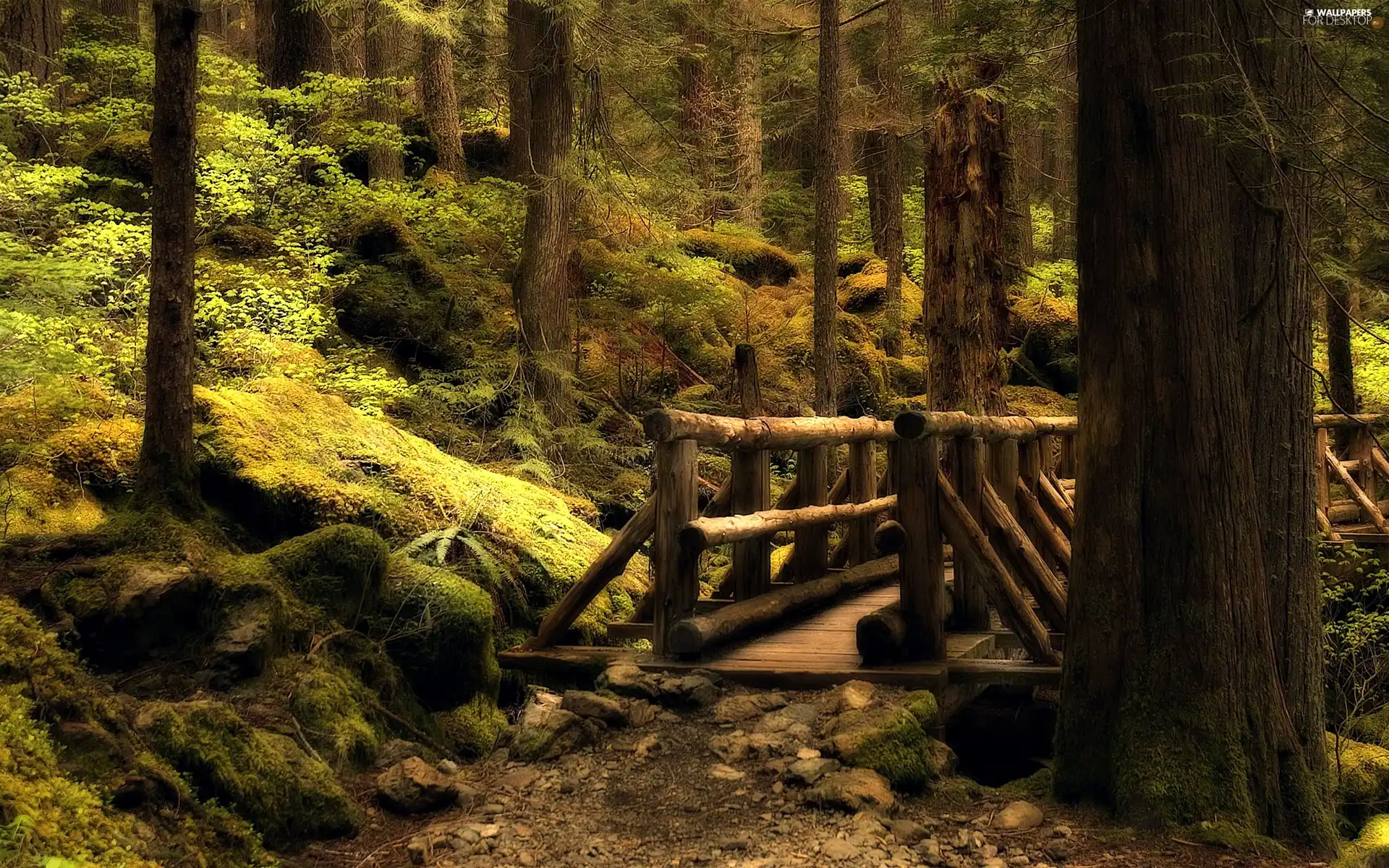 forest, trees, viewes, bridges