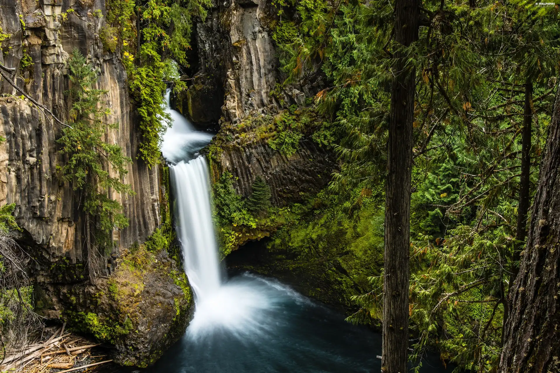 forest, trees, viewes, waterfall