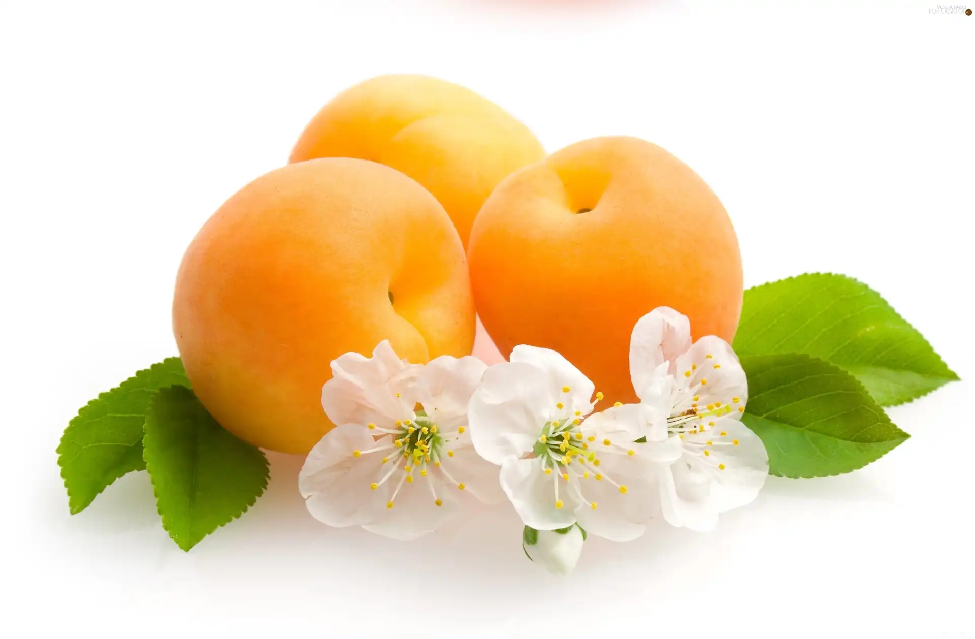 viewes, fruit, Flowers, trees, apricots