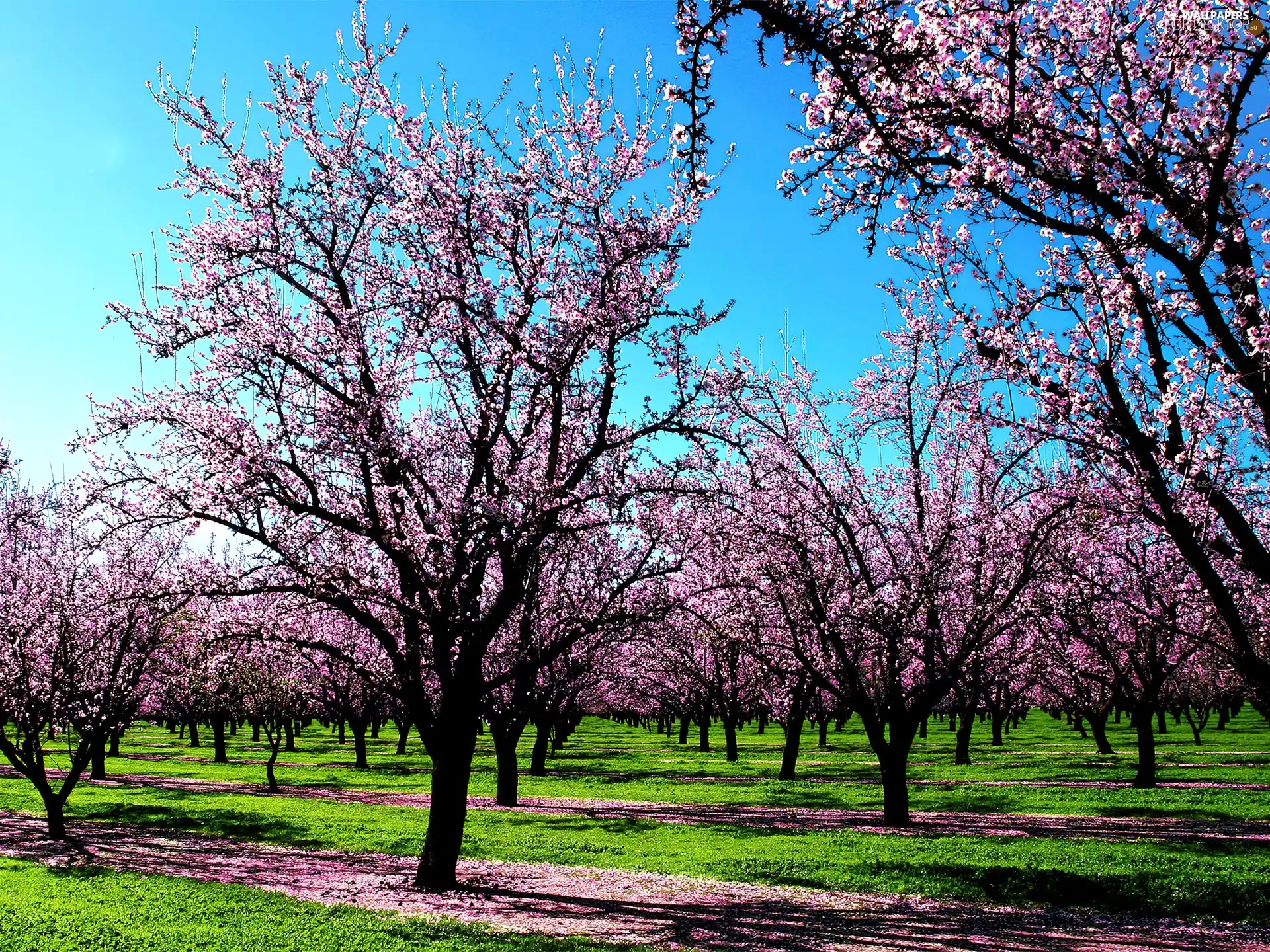 viewes, fruit, flourishing, trees, orchard