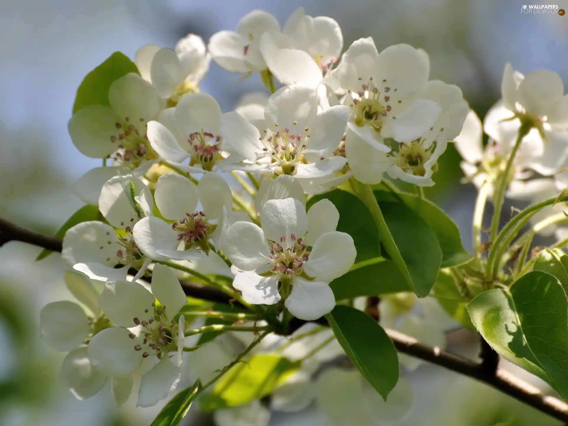 viewes, fruit, Flowers, trees, twig