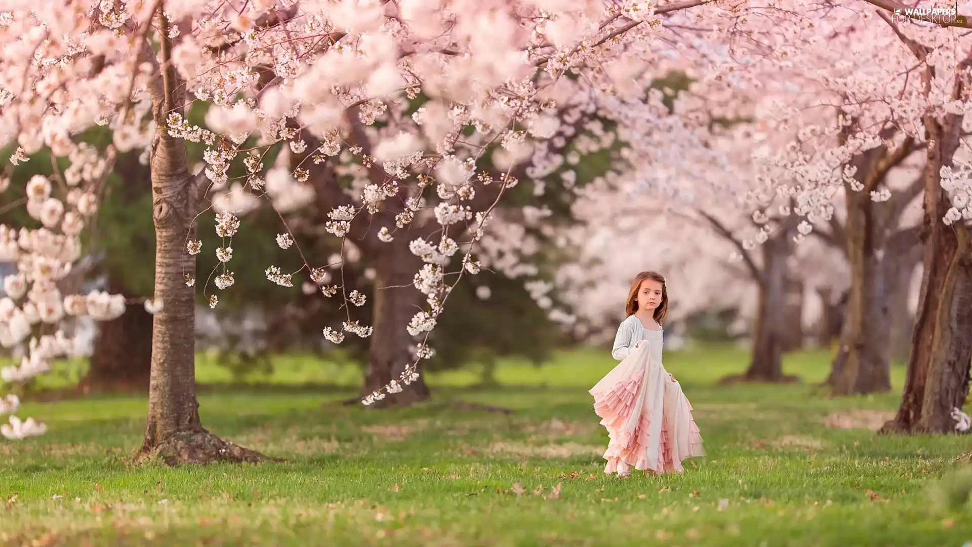 viewes, girl, flourishing, trees, Spring
