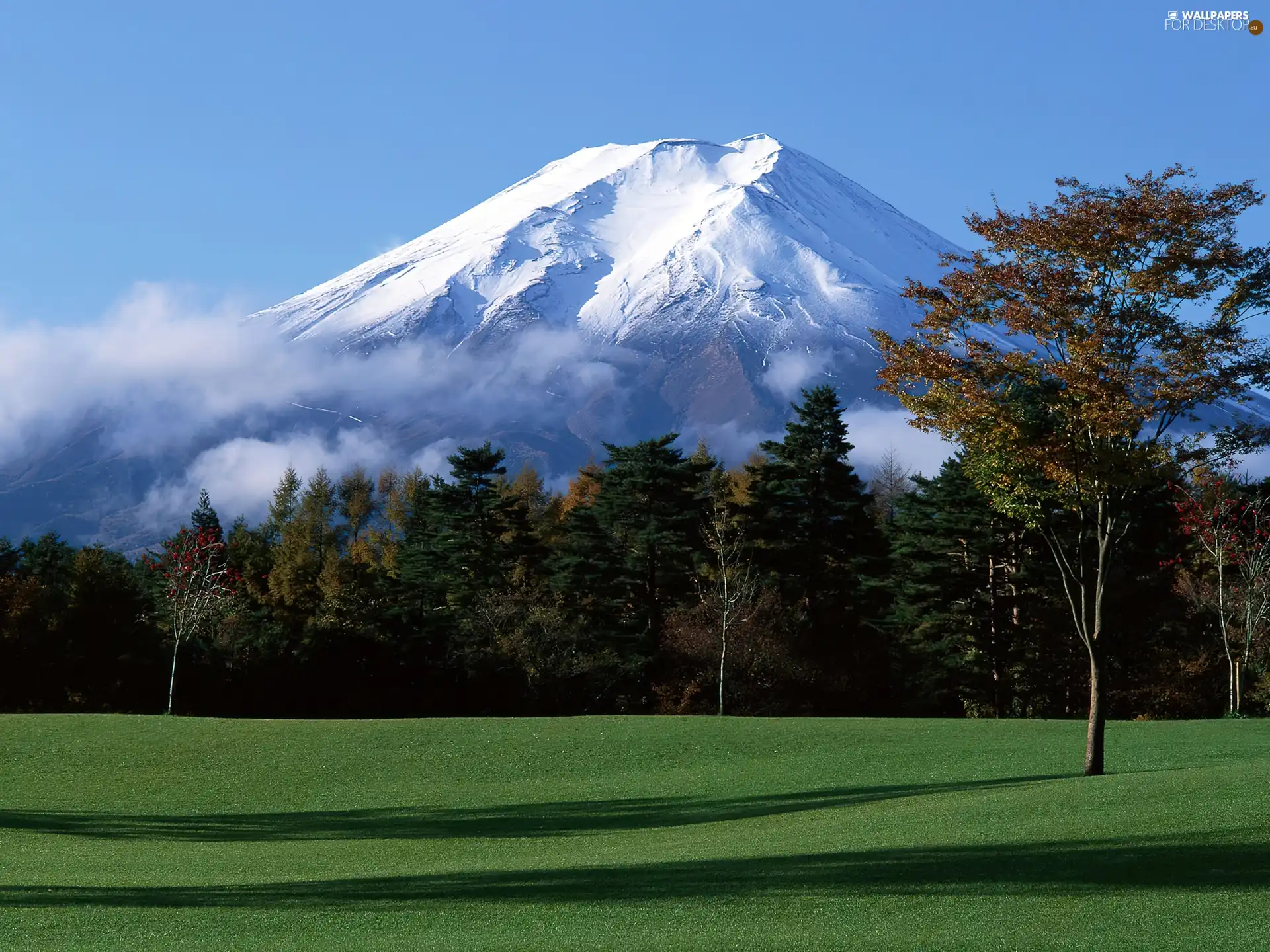 viewes, grass, snow, trees, mountains