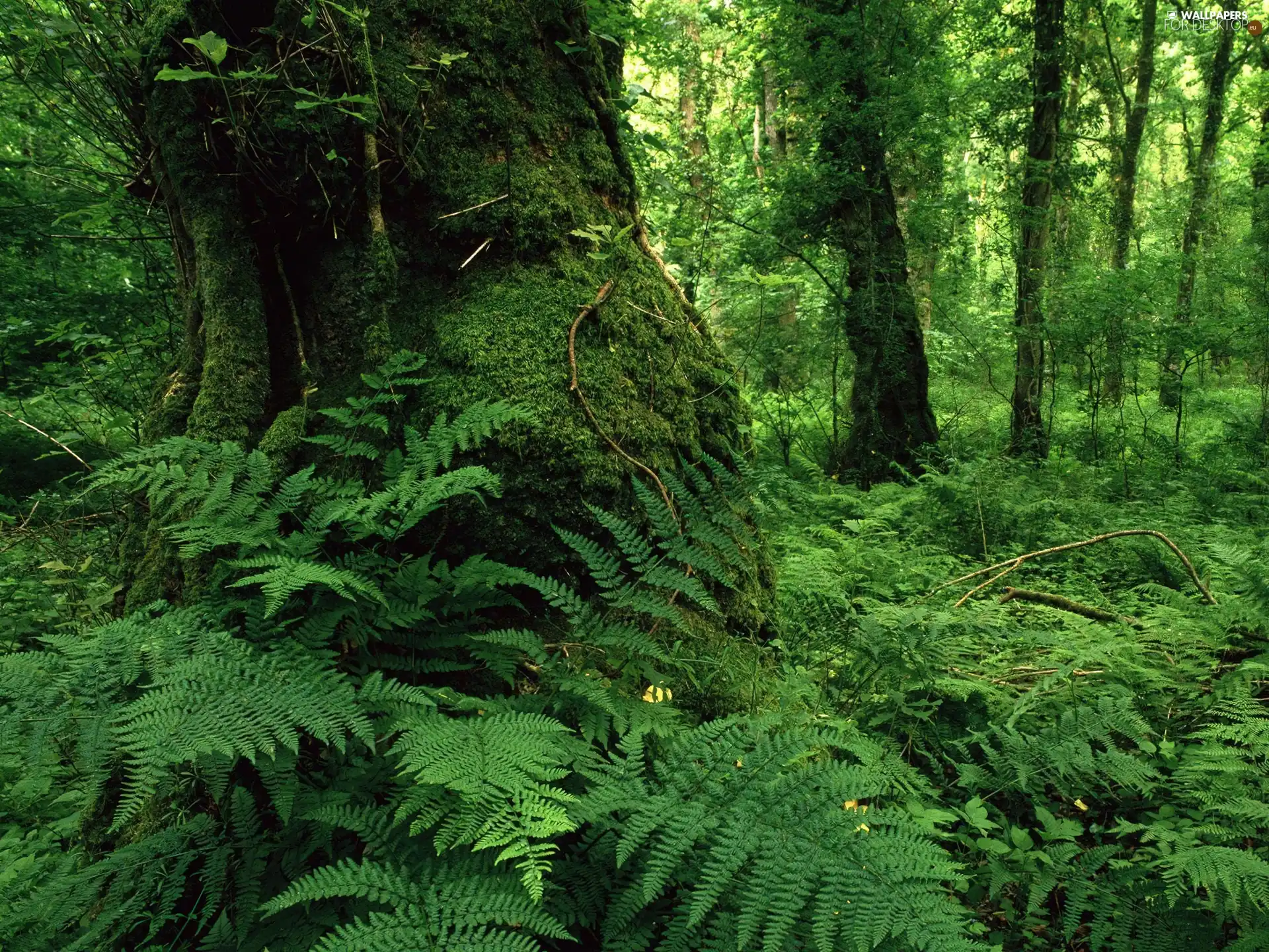 viewes, fern, green ones, trees, forest