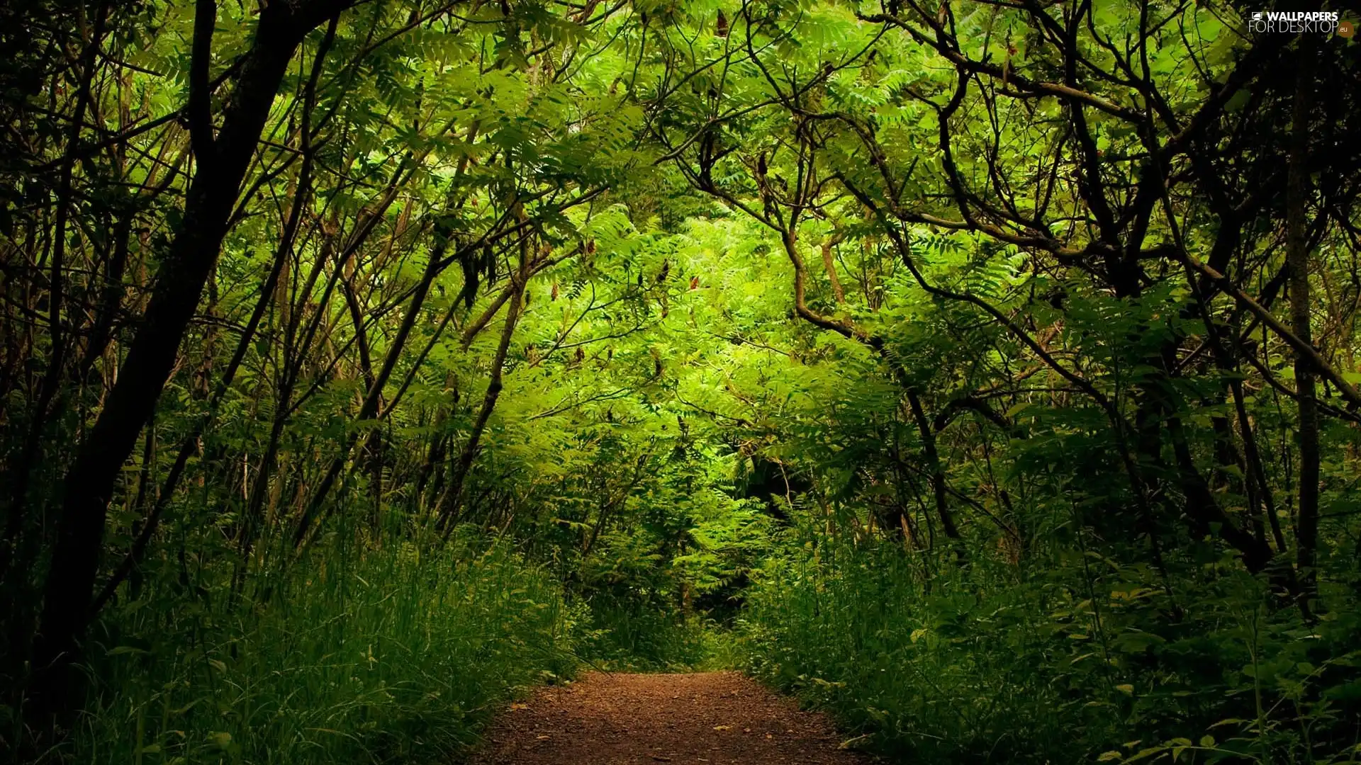 viewes, forest, green ones, trees, thicket