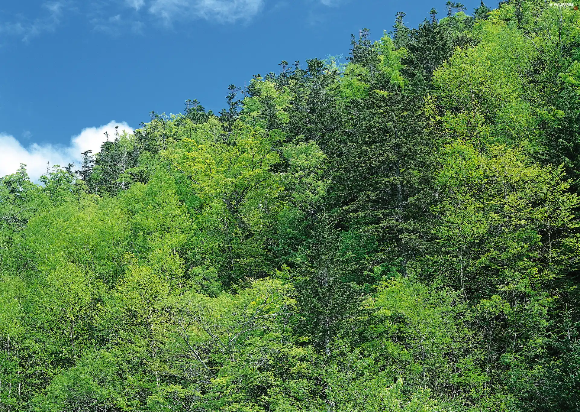 viewes, Hardwood, forest, trees, clouds