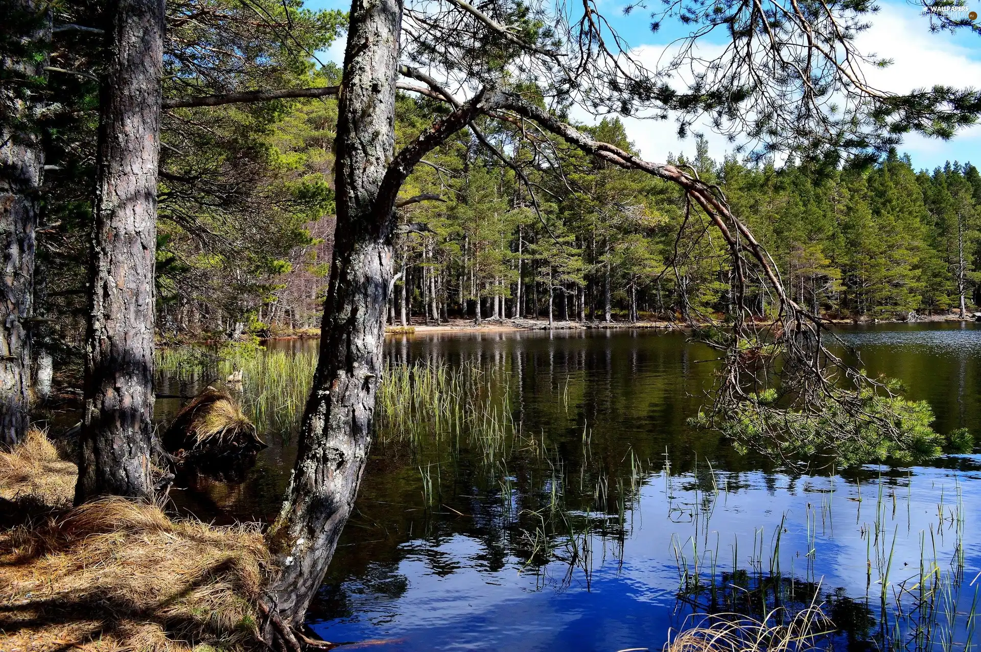 lake, trees, viewes, forest