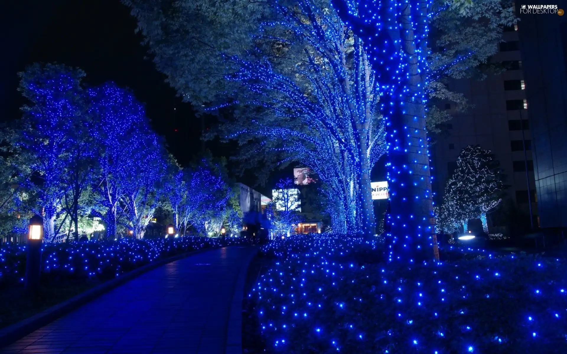 viewes, lane, Lights, trees, Blue