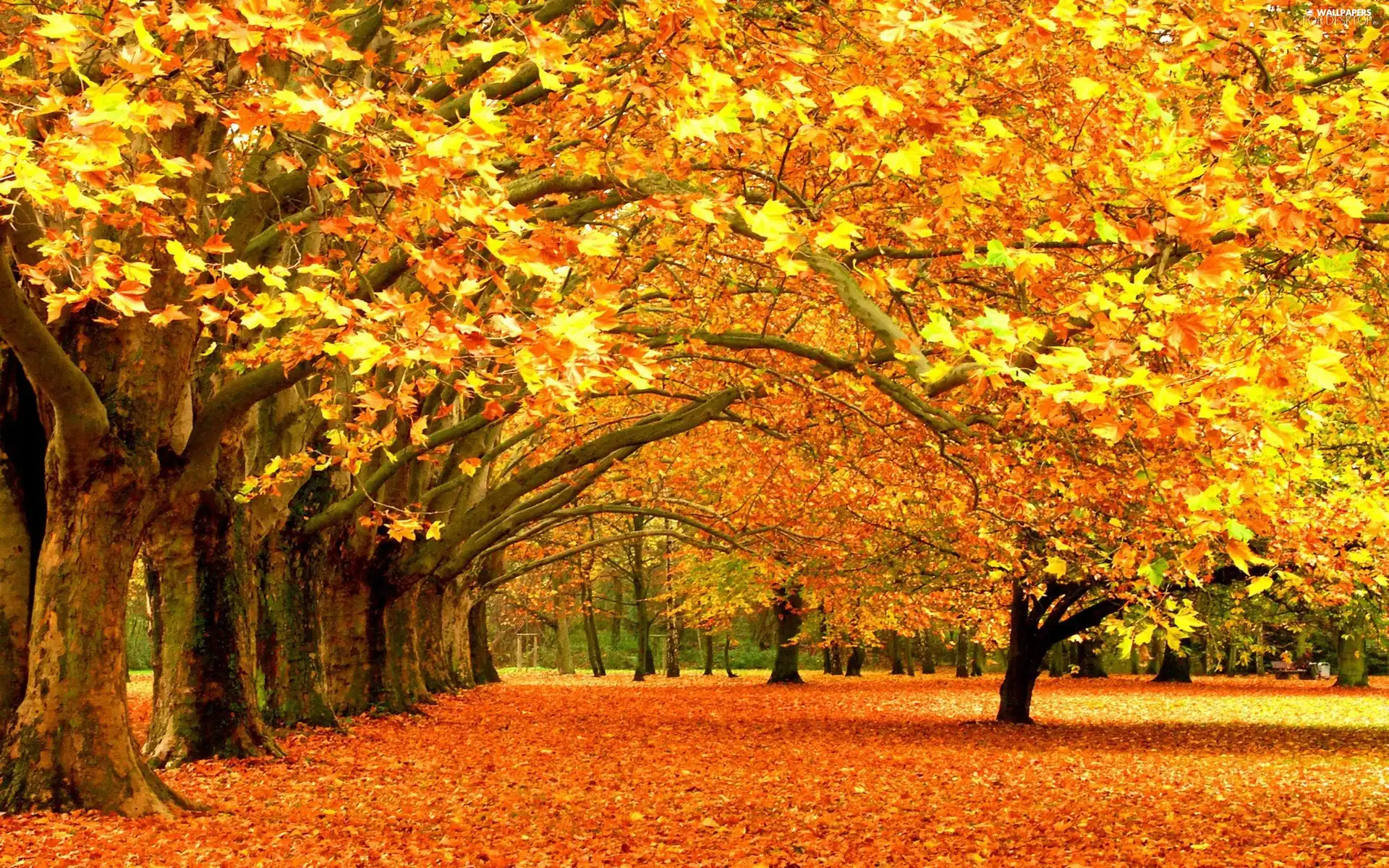 viewes, Leaf, Park, trees, autumn