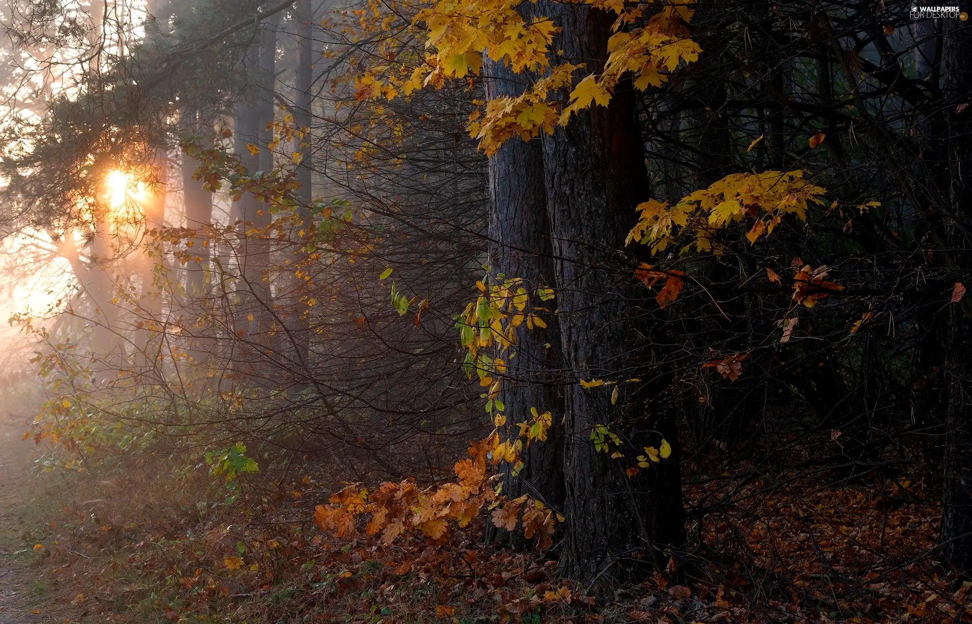 viewes, forest, light breaking through sky, trees, autumn, Leaf, sunny