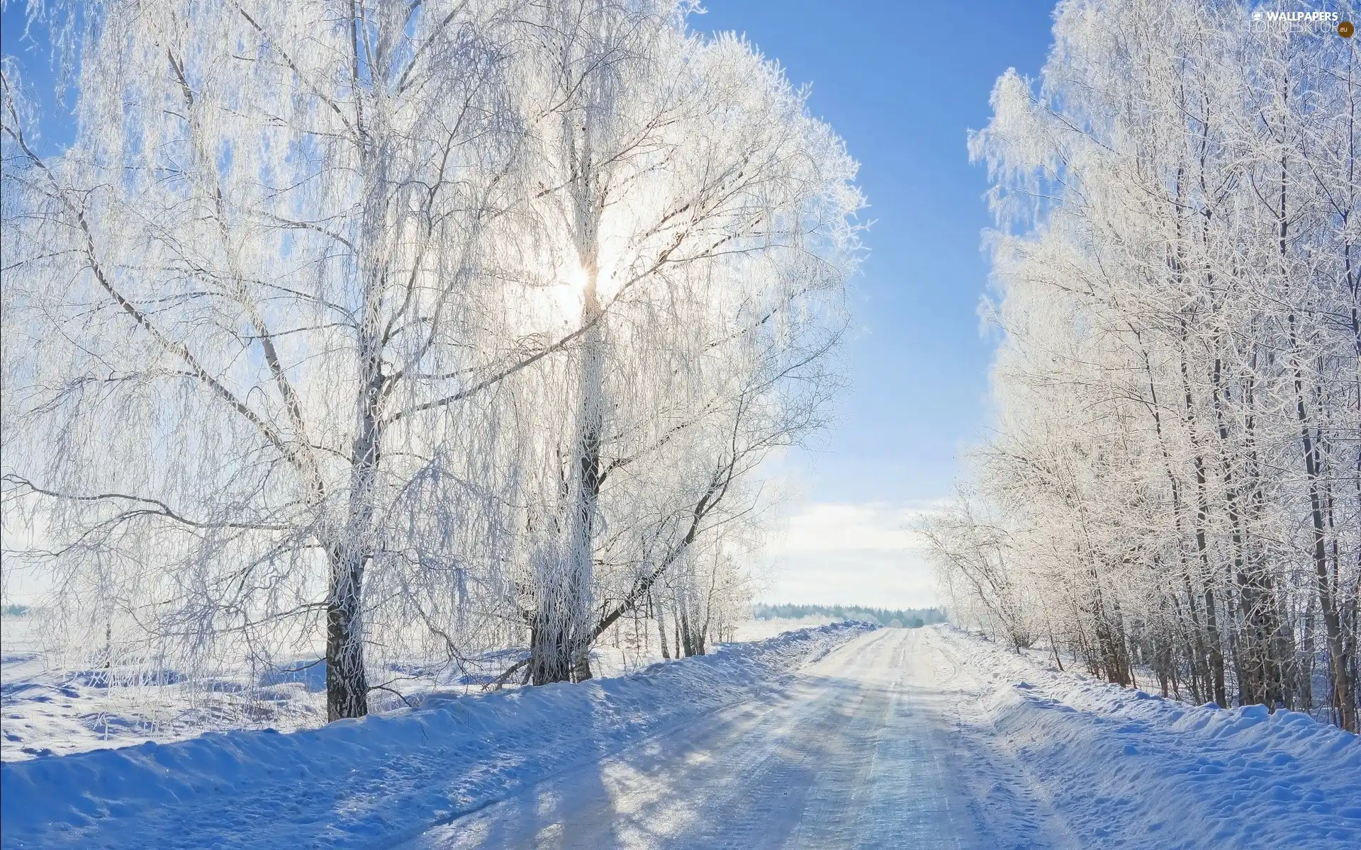 trees, winter, viewes, Way, flash, luminosity, ligh, sun, Przebijające