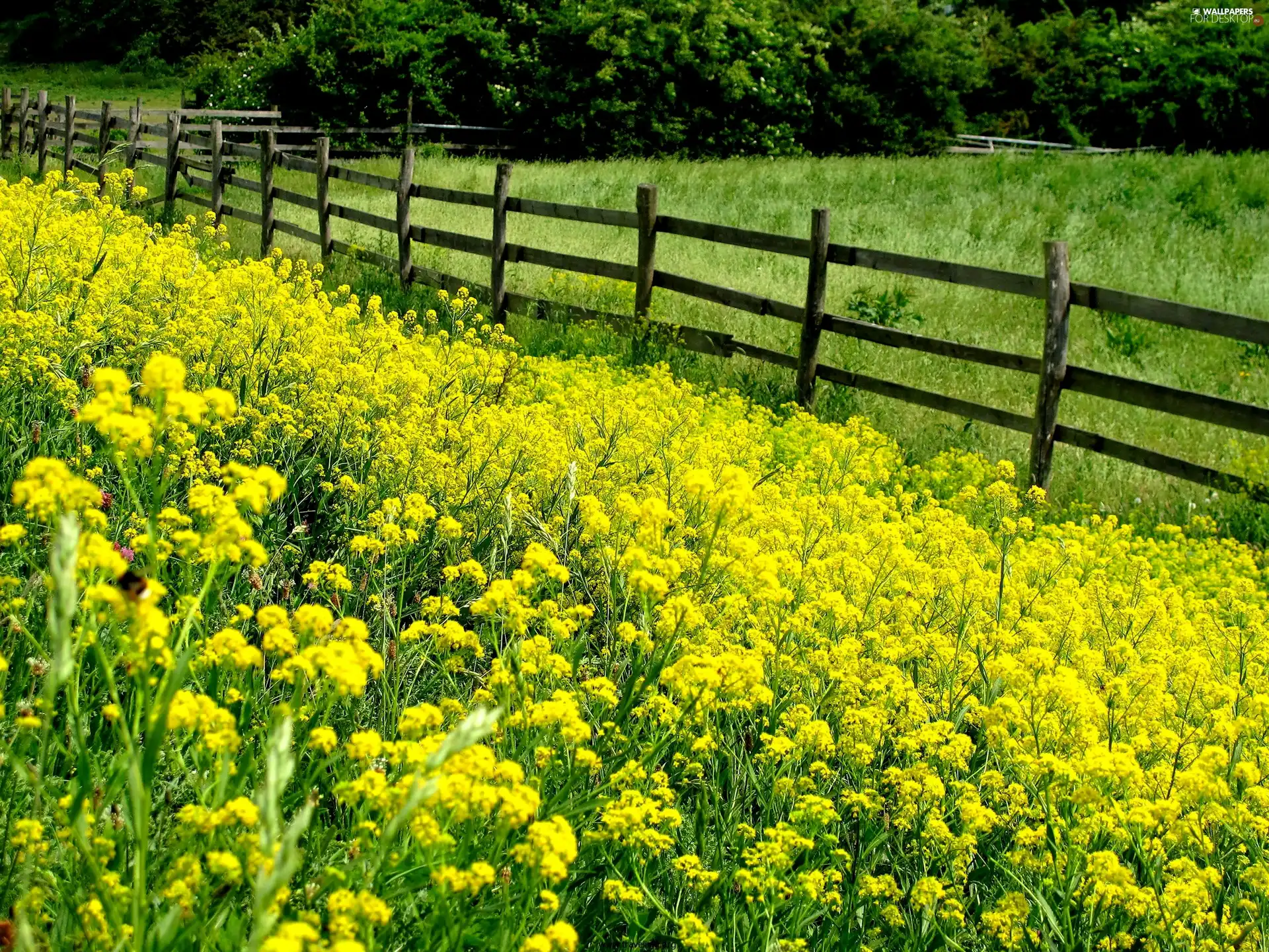 Meadow, trees, viewes, Hurdle