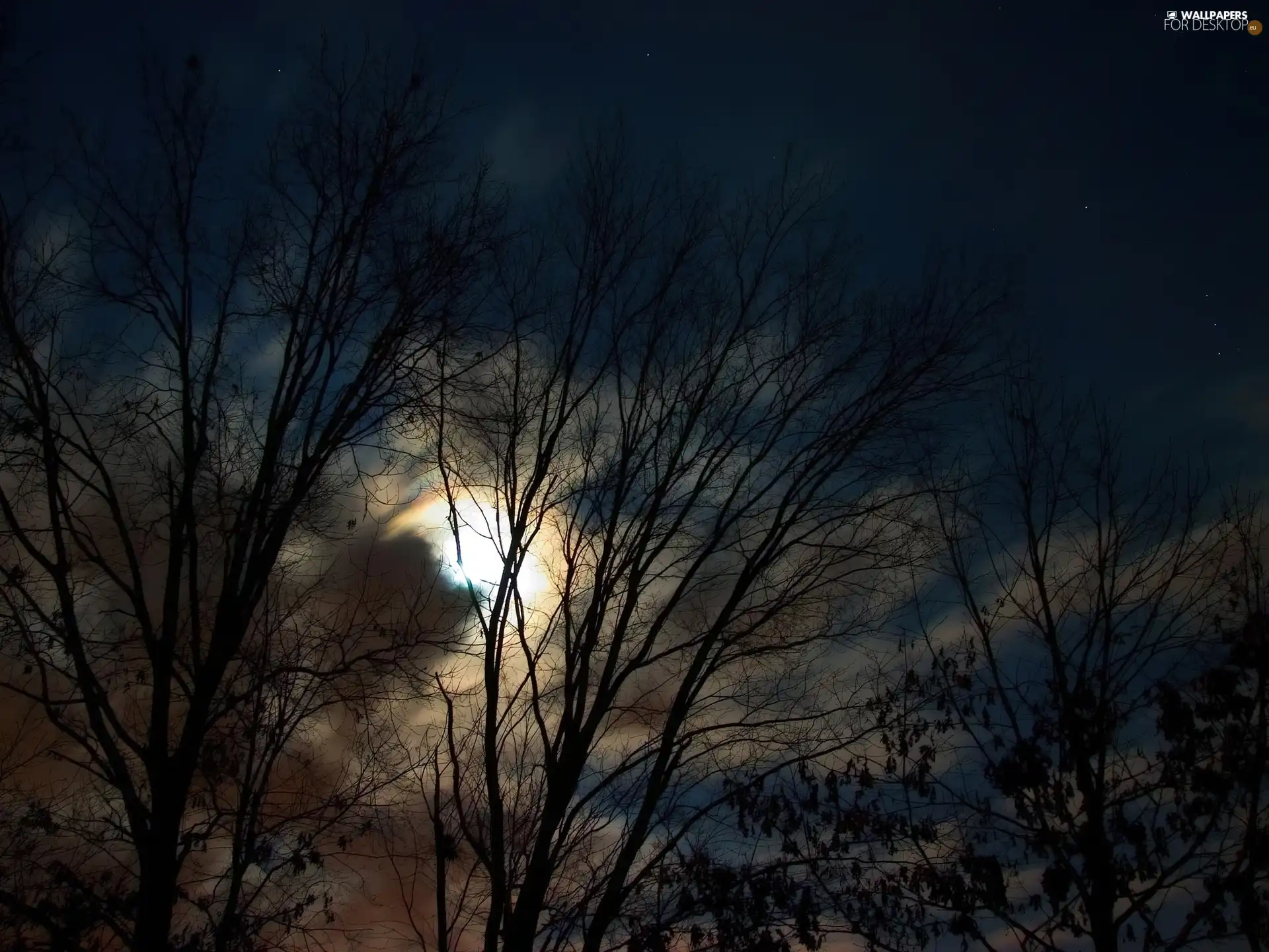 moon, trees, viewes, Night