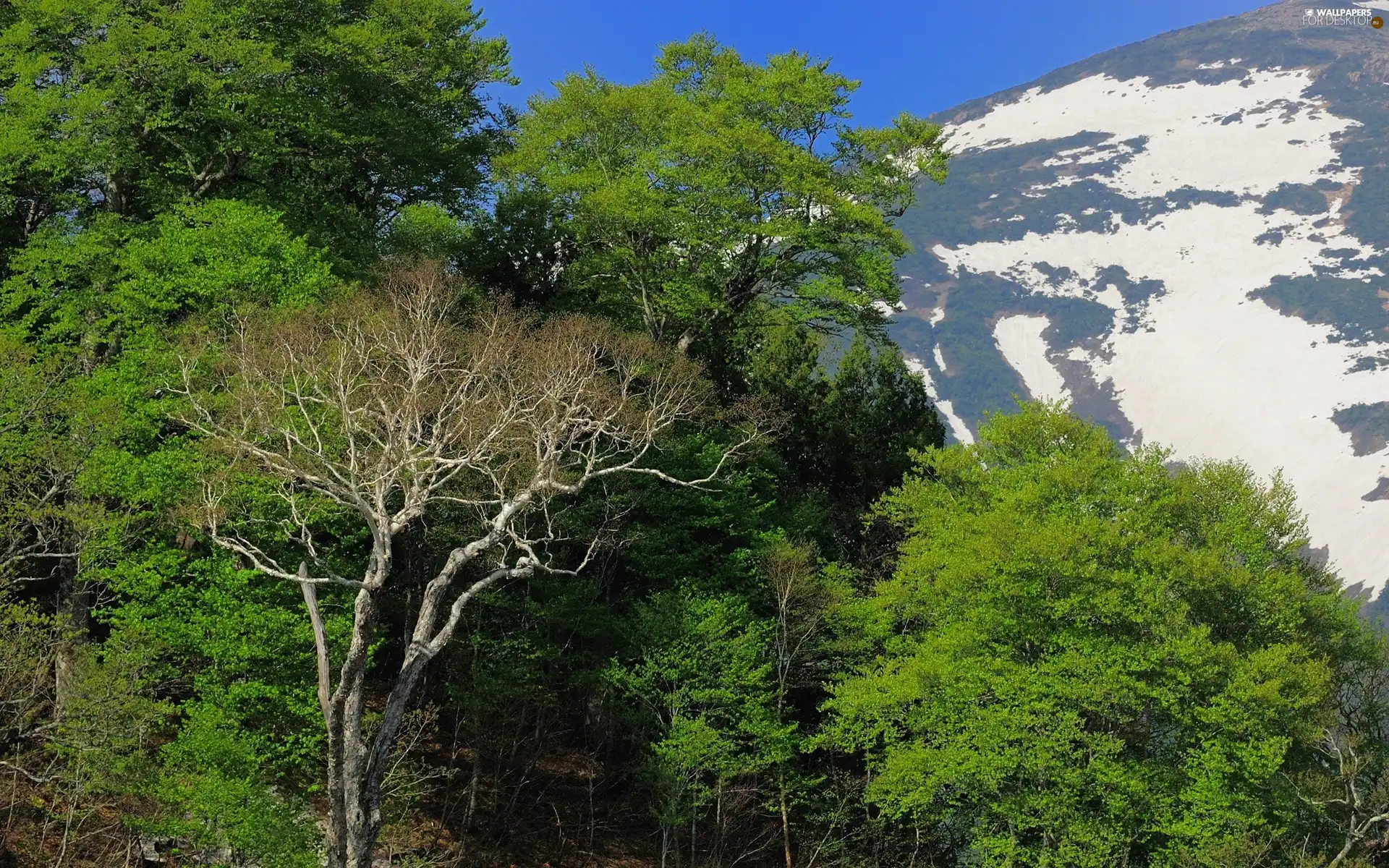 mountains, trees, viewes, Sky