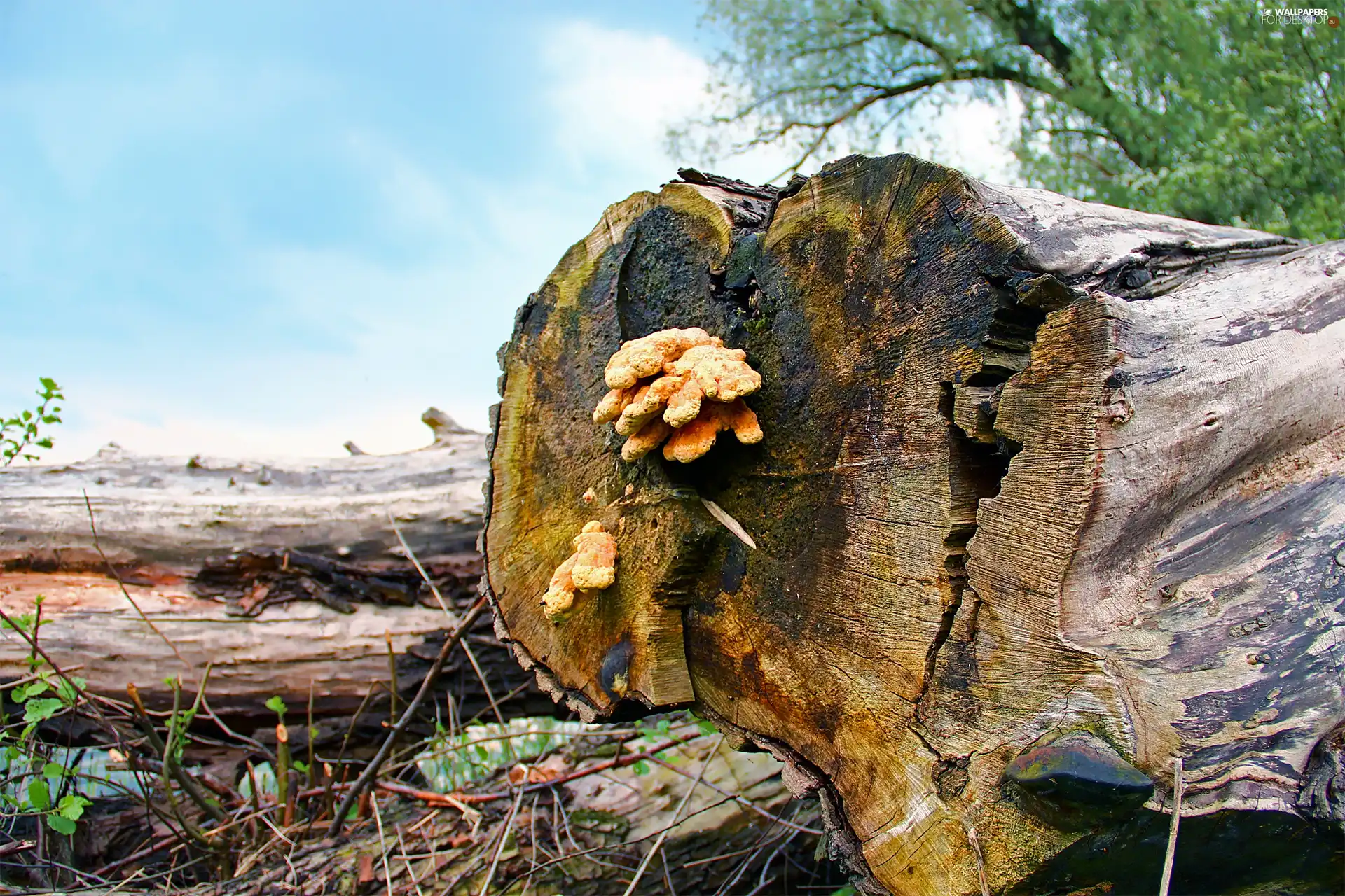 viewes, mushrooms, trunk, trees, cut