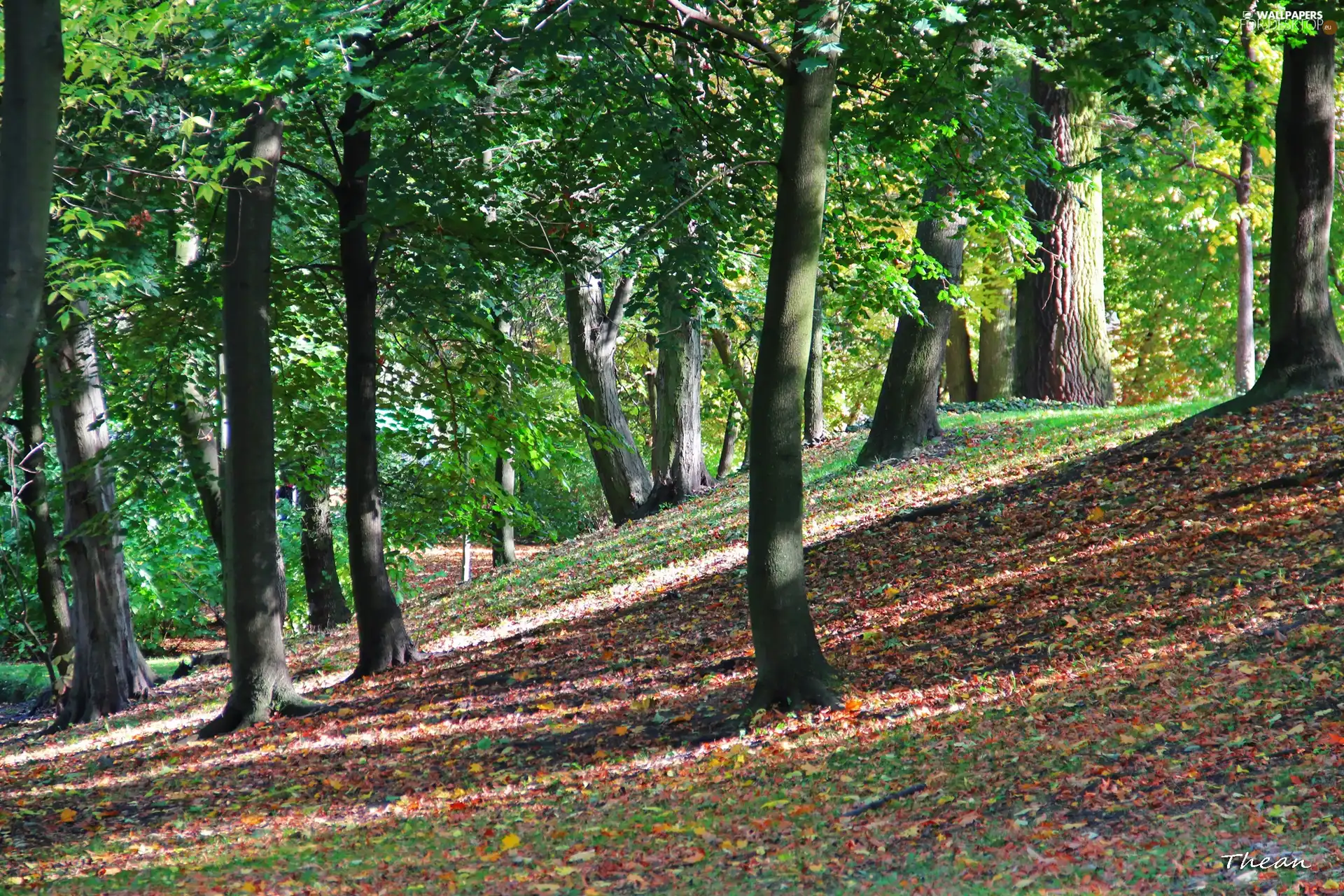 Park, trees, viewes, autumn