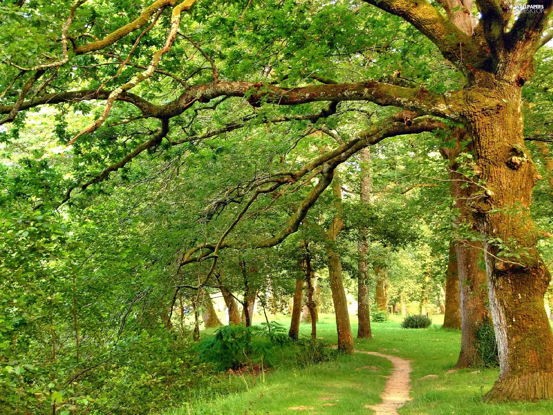 viewes, Path, old, trees, Park