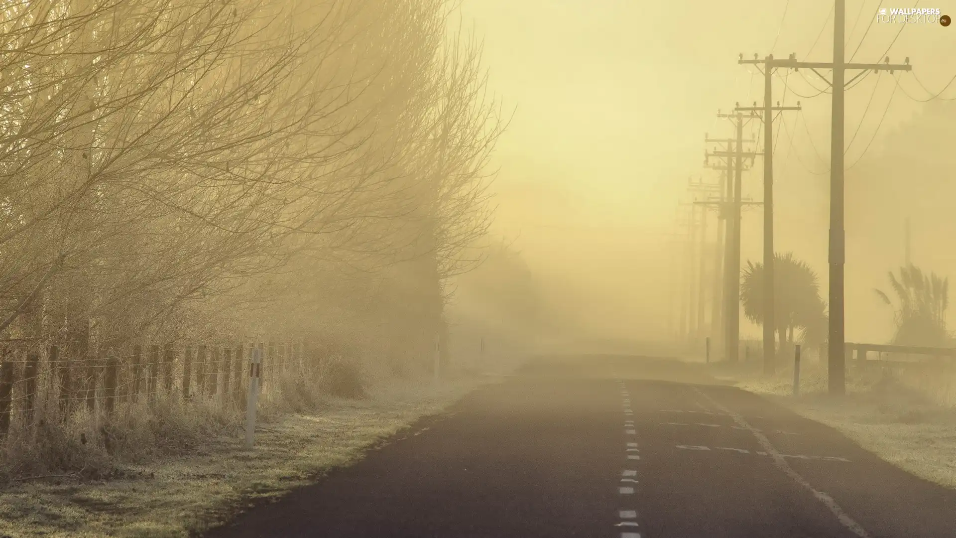 viewes, pile, Fog, trees, Way