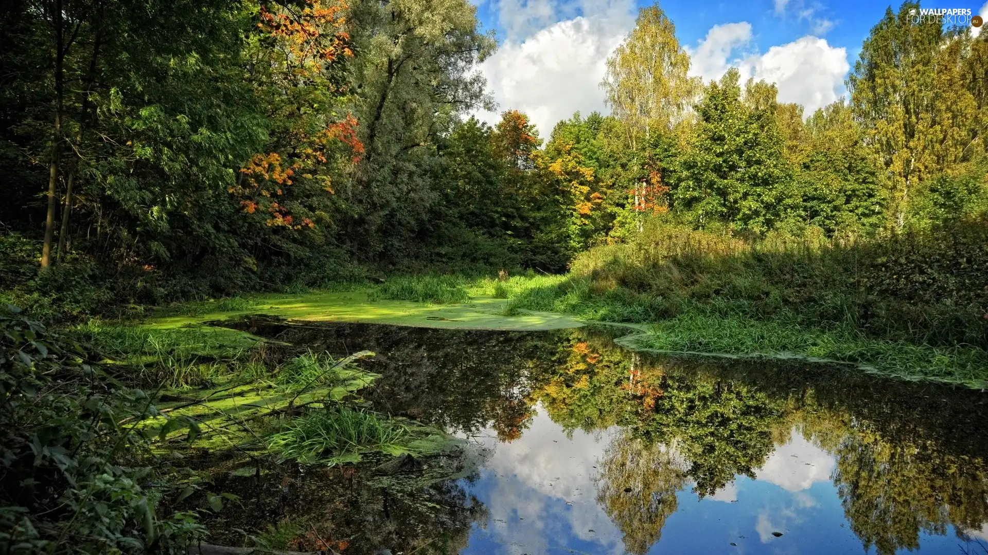 autumn, trees, viewes, Pond - car