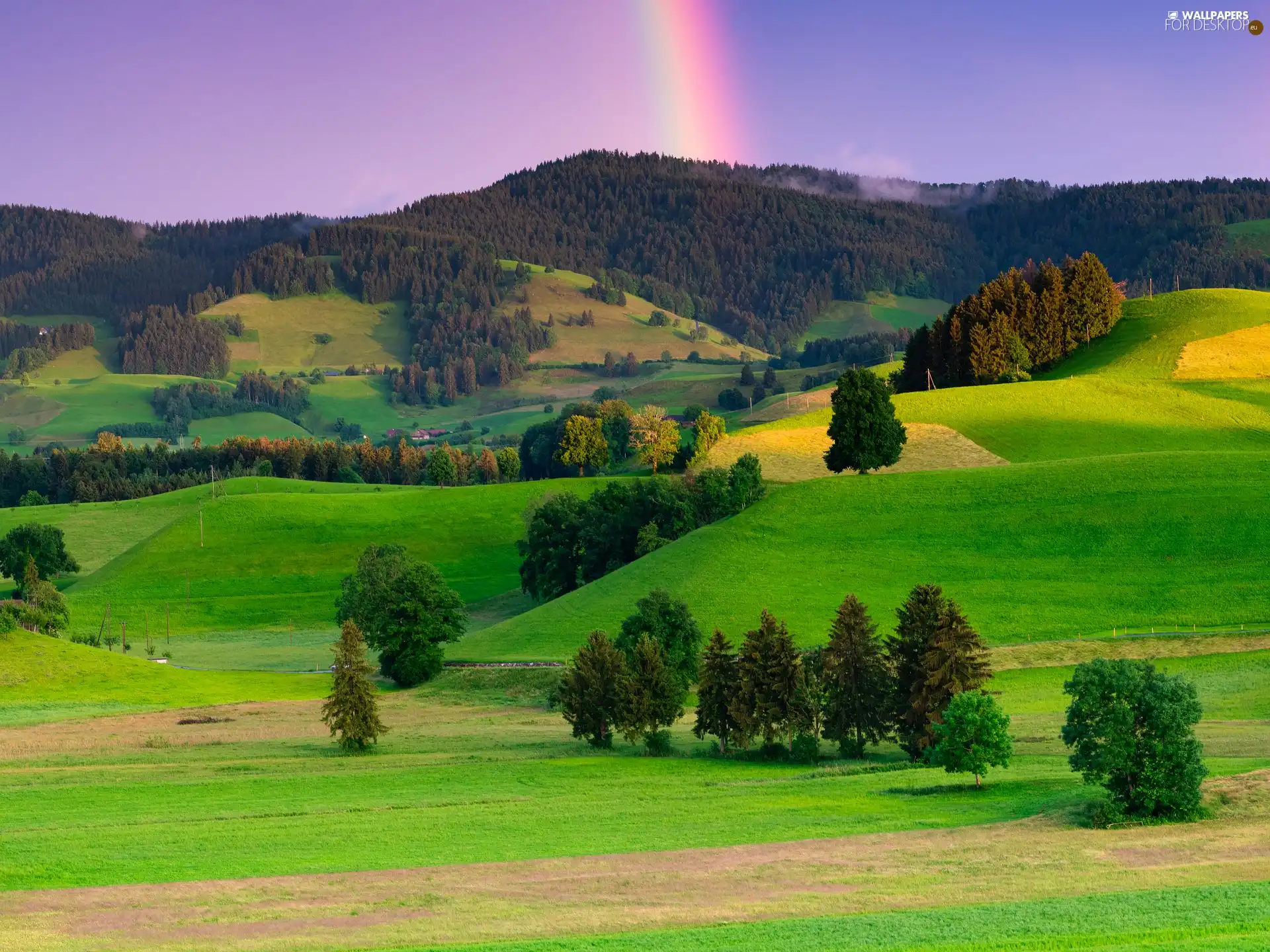viewes, forest, The Hills, trees, Great Rainbows, Mountains, field